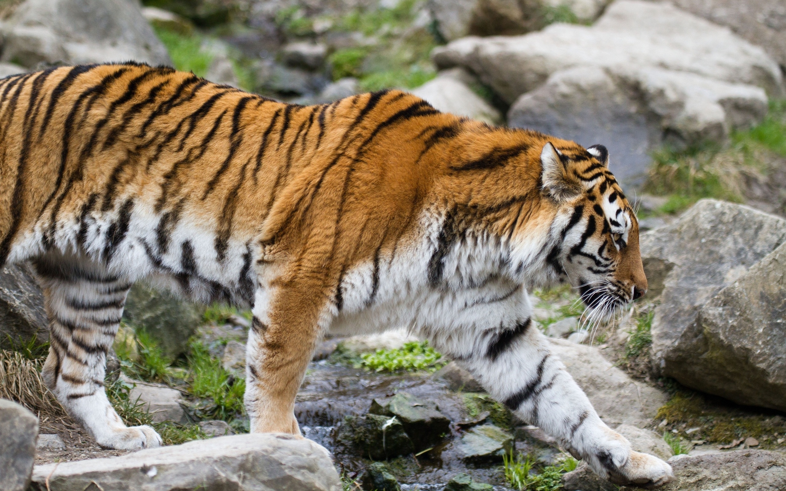 Descarga gratuita de fondo de pantalla para móvil de Animales, Gatos, Tigre.