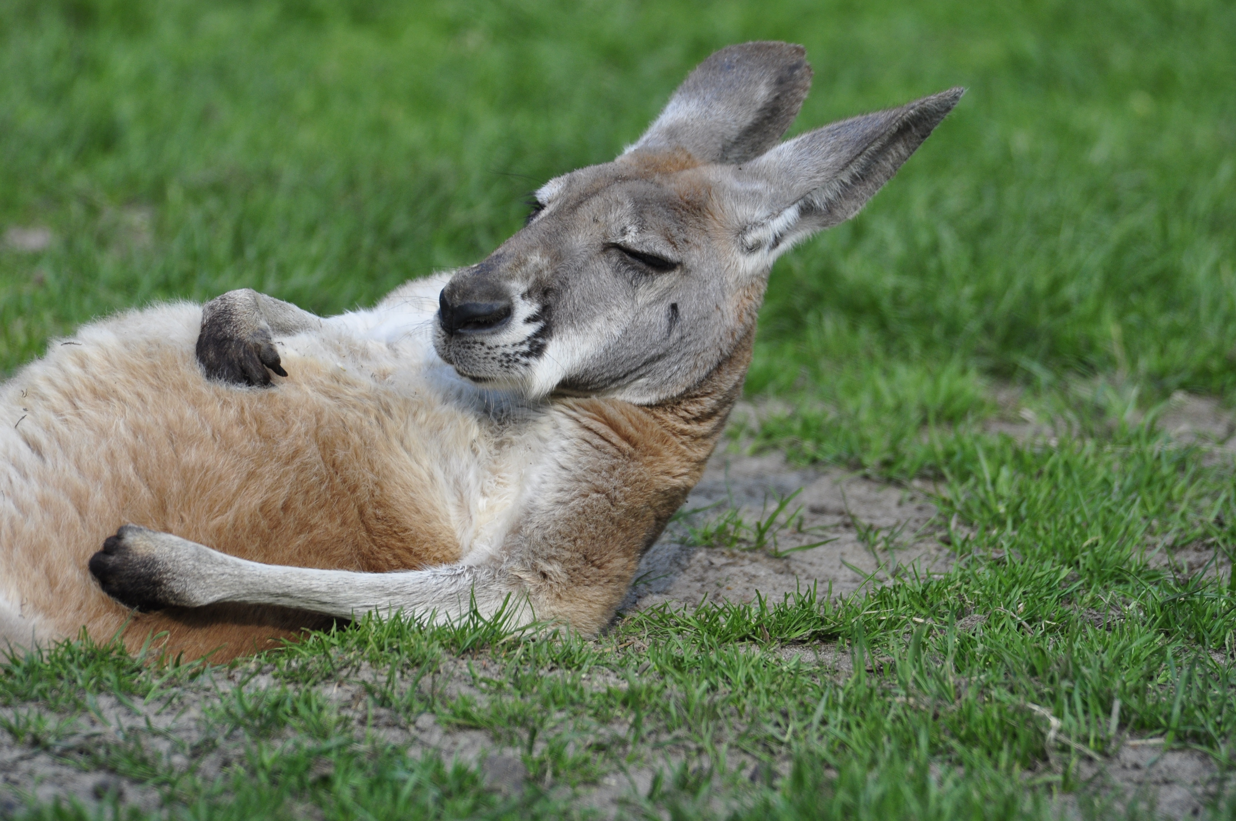 82443 завантажити картинку тварини, кенгуру, лежить, прикольний, прохолодно - шпалери і заставки безкоштовно