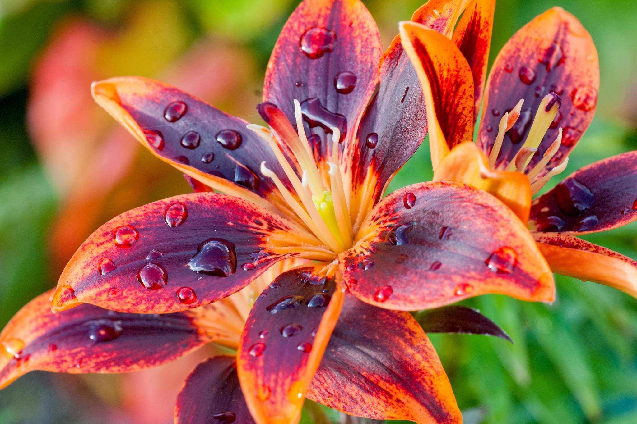 Laden Sie das Blumen, Blume, Lilie, Wassertropfen, Erde/natur, Orange Farbe)-Bild kostenlos auf Ihren PC-Desktop herunter