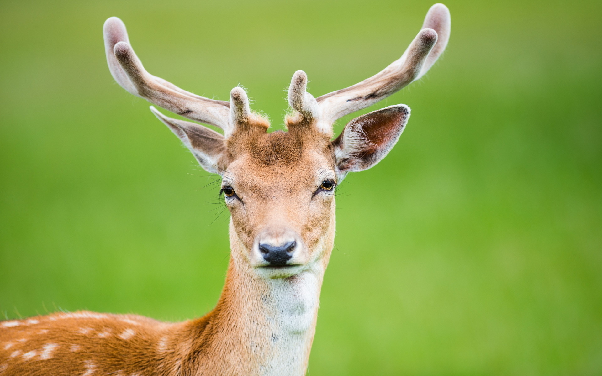 Laden Sie das Tiere, Hirsch-Bild kostenlos auf Ihren PC-Desktop herunter