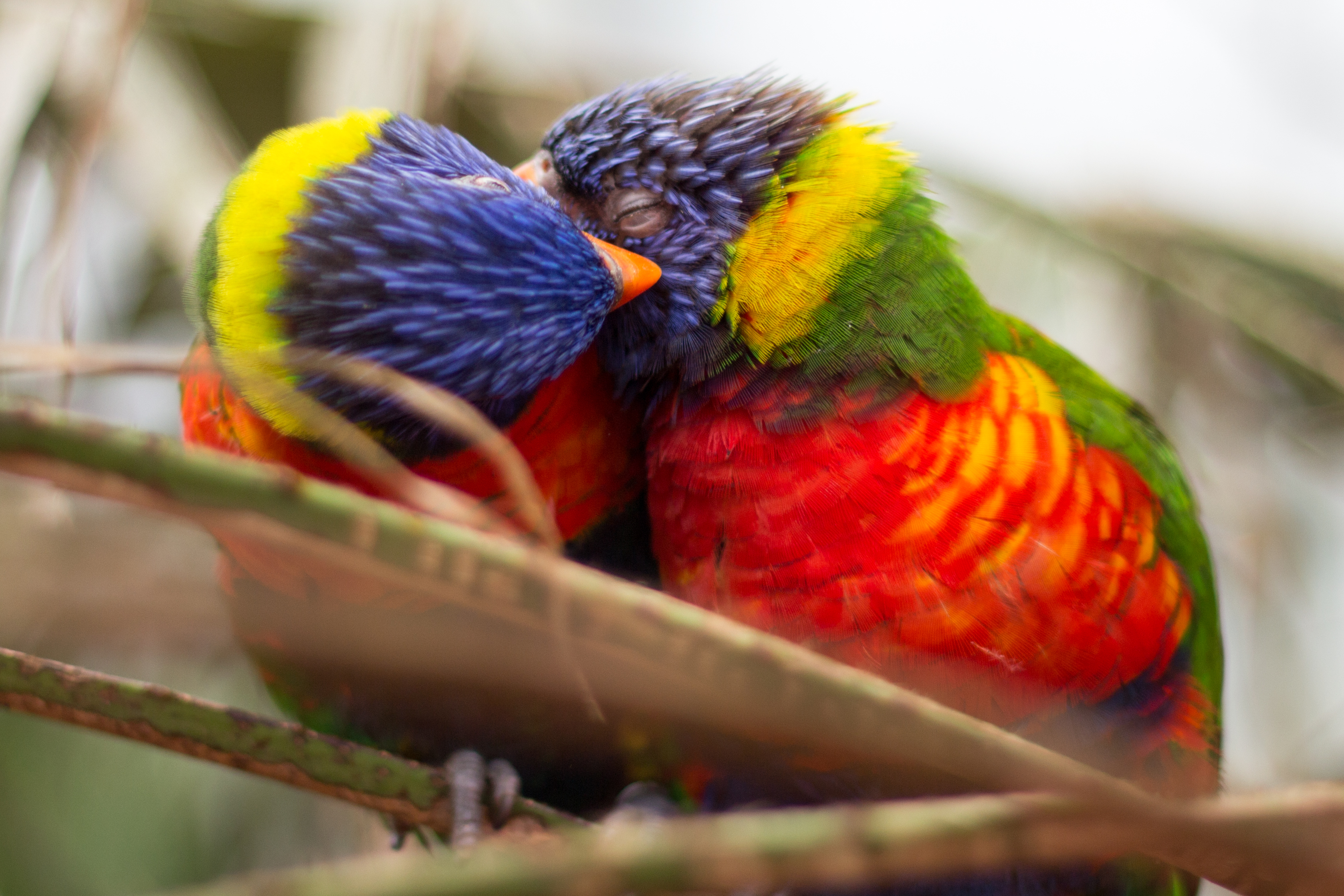 Download mobile wallpaper Rainbow Lorikeet, Bokeh, Parrot, Bird, Birds, Animal, Couple for free.