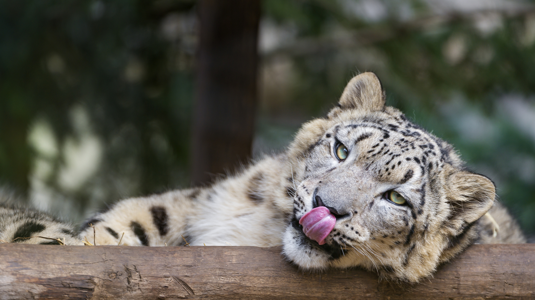 Baixar papel de parede para celular de Leopardo Das Neves, Gatos, Animais gratuito.