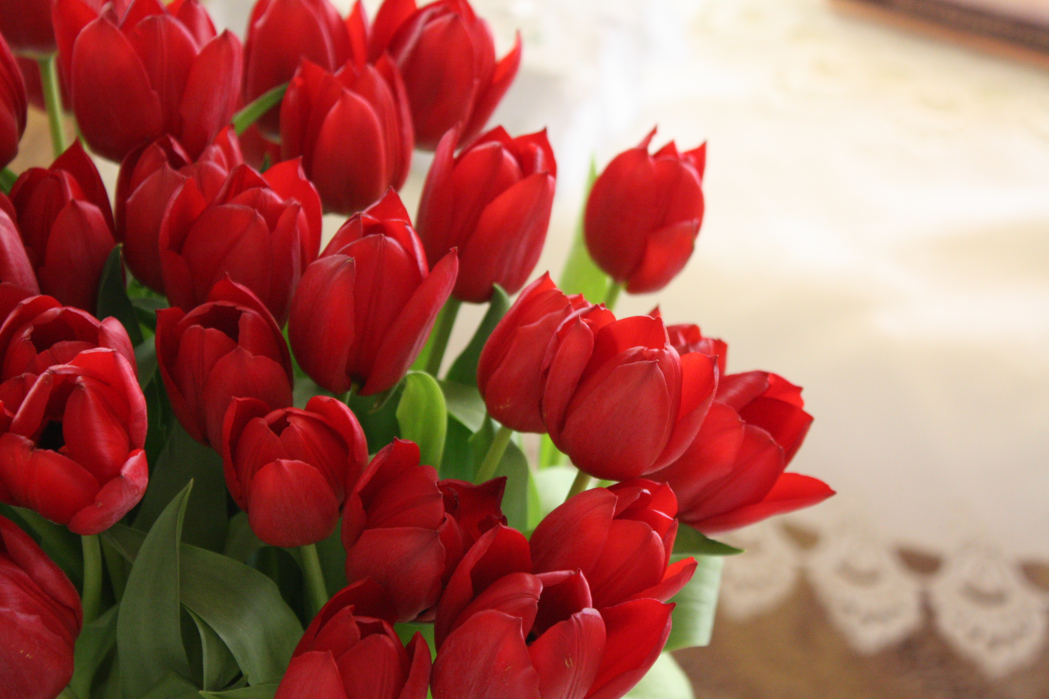 56179 скачать обои тюльпаны, красиво, красные, букет, цветы - заставки и картинки бесплатно