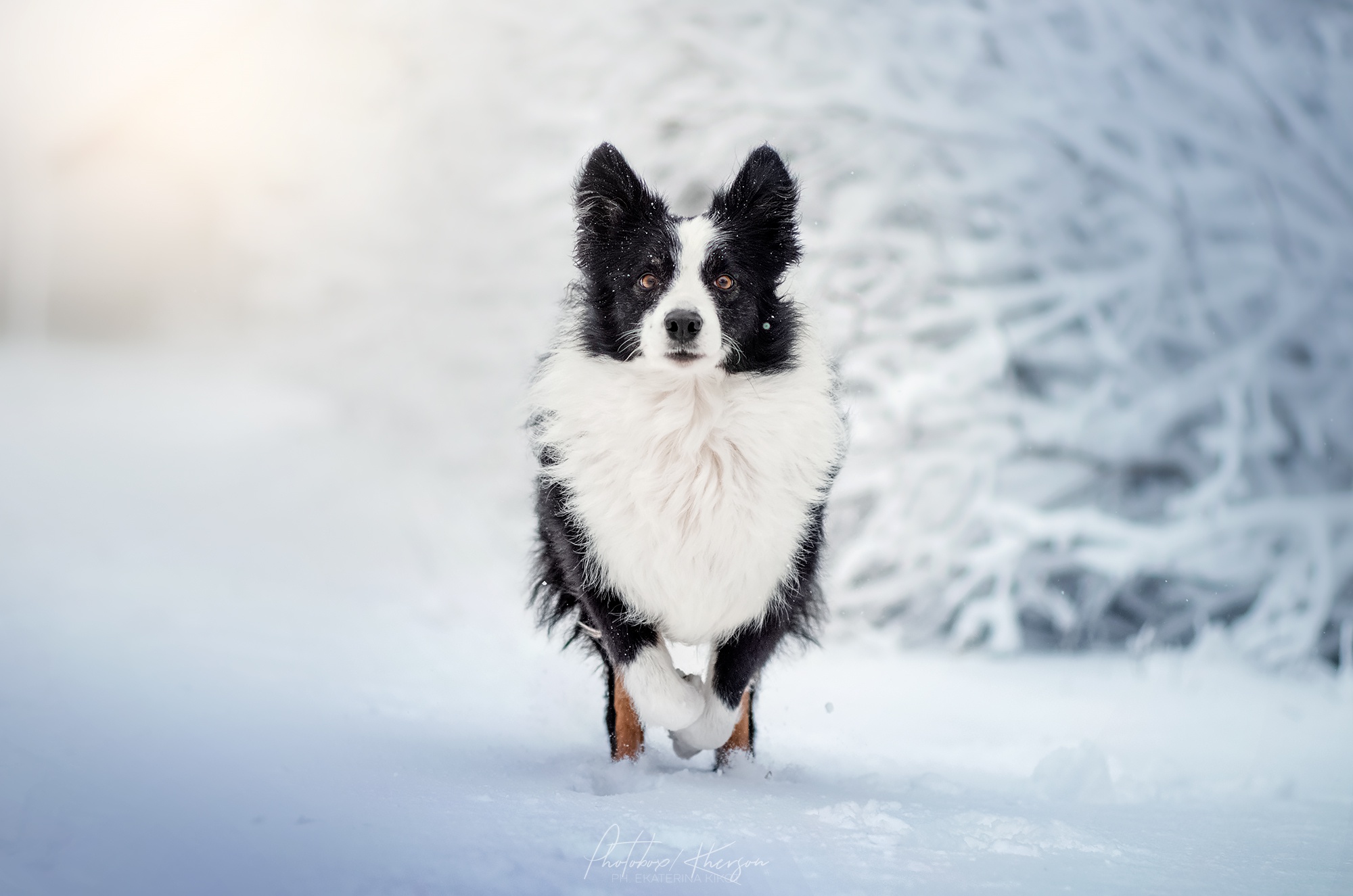 無料モバイル壁紙動物, 冬, 雪, 犬, ボーダーコリーをダウンロードします。