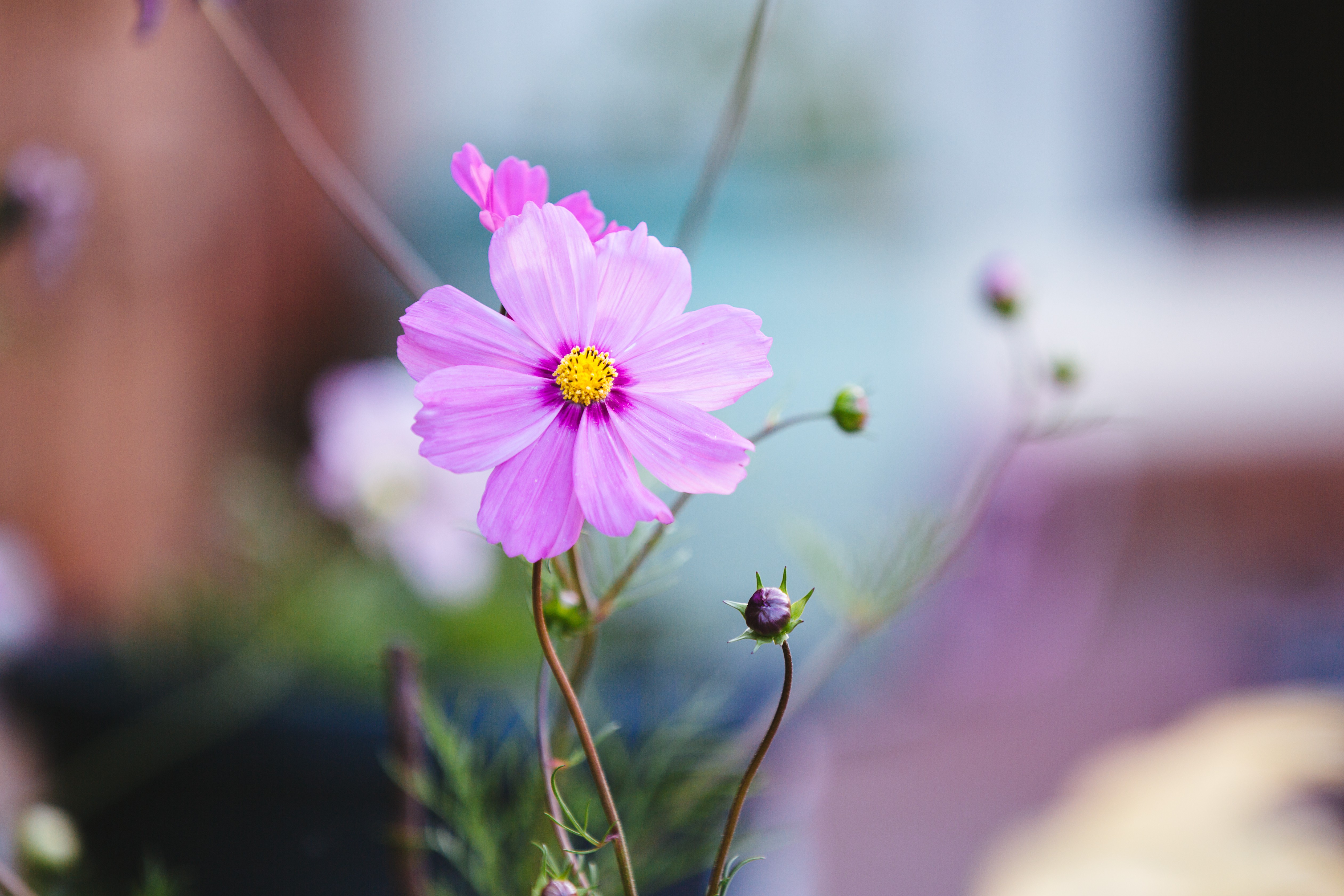 Handy-Wallpaper Blumen, Blume, Nahansicht, Erde/natur kostenlos herunterladen.