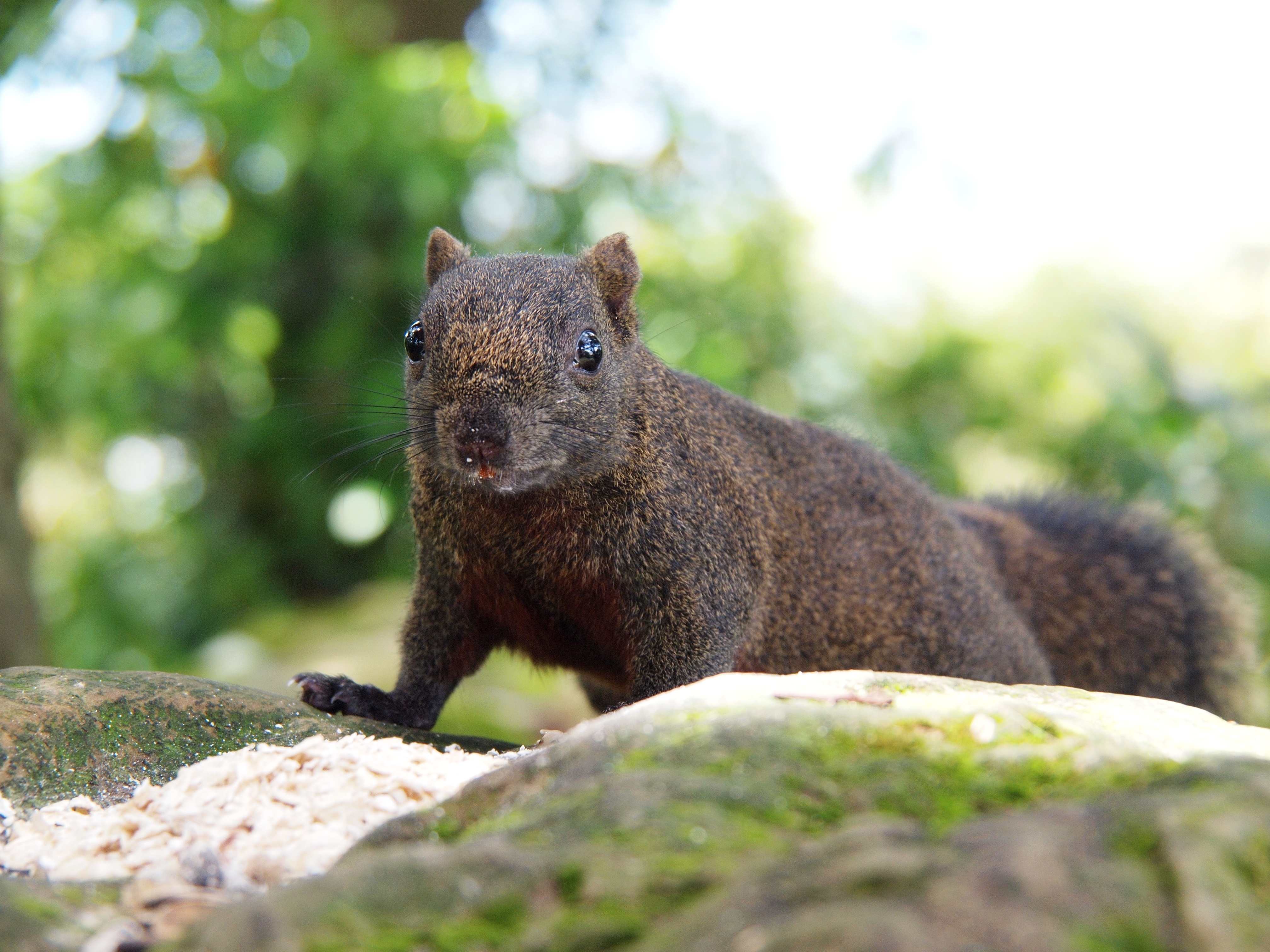 Descarga gratuita de fondo de pantalla para móvil de Animales, Ardilla, Bokeh, Roedor.