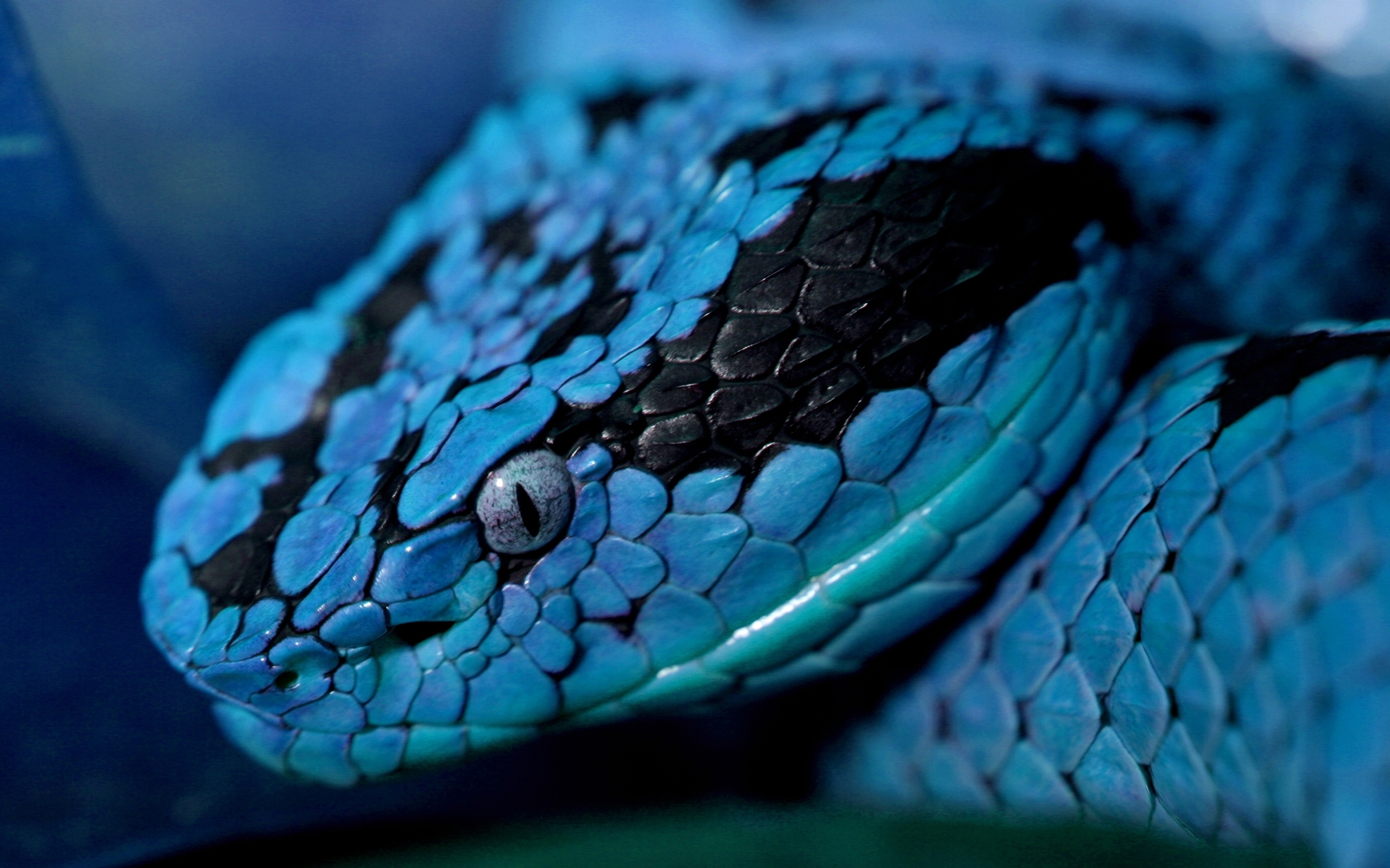 Free download wallpaper Animal, Snake on your PC desktop