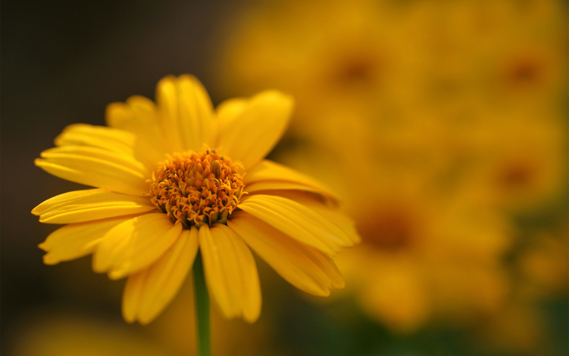 Descarga gratis la imagen Flores, Flor, Tierra/naturaleza en el escritorio de tu PC