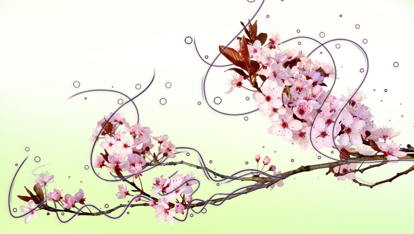 Download mobile wallpaper Blossom, Flowers, Flower, Earth for free.