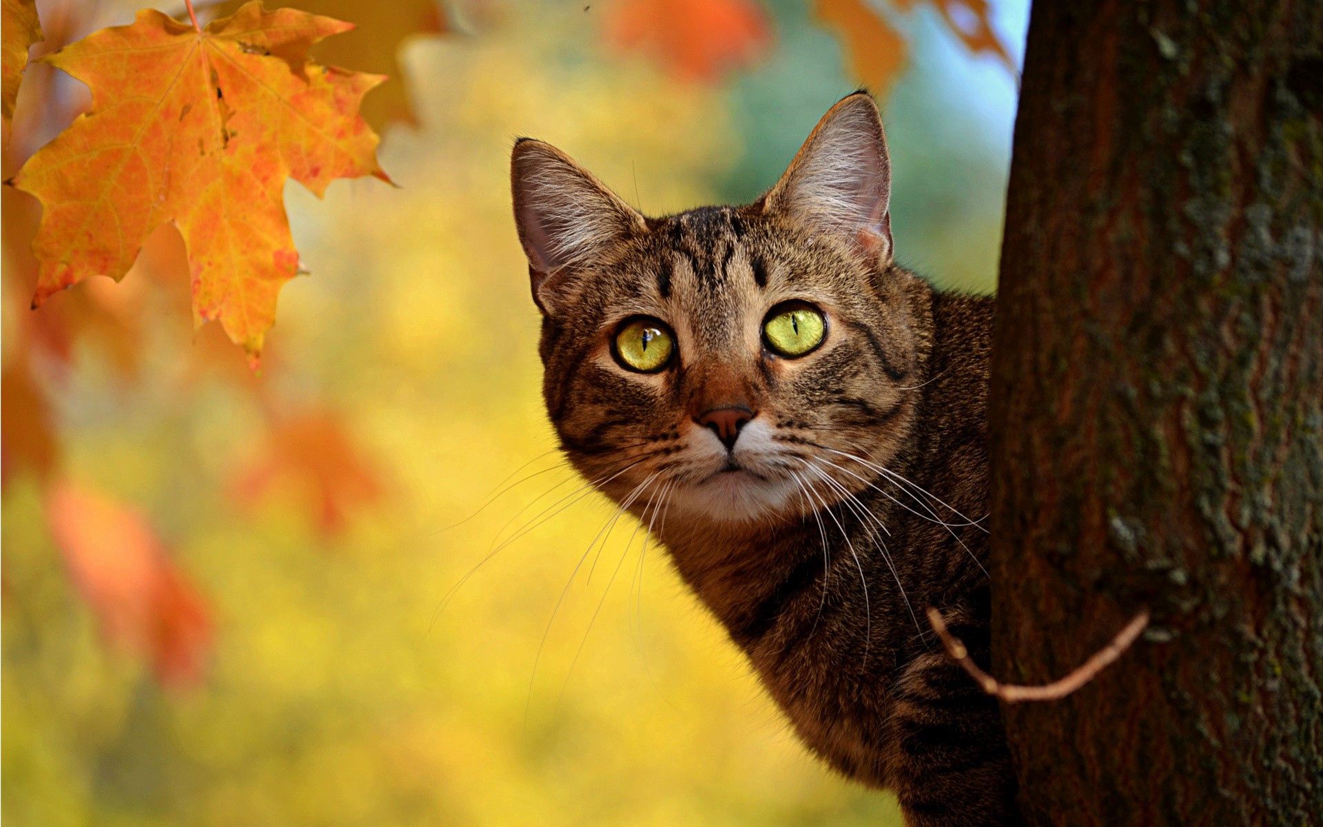81859 скачать обои дерево, кот, осень, животные, прятаться - заставки и картинки бесплатно