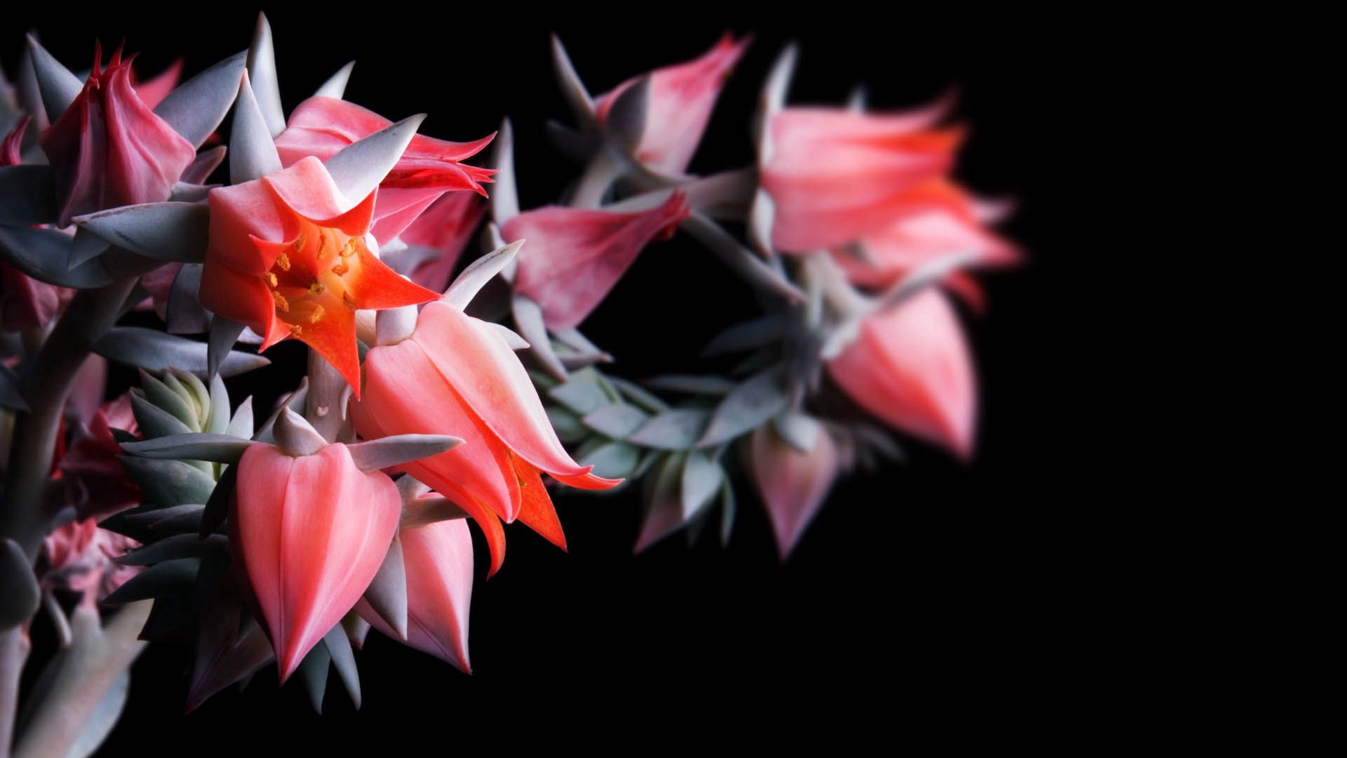 Laden Sie das Makro, Blume, Pflanze, Hintergrund-Bild kostenlos auf Ihren PC-Desktop herunter