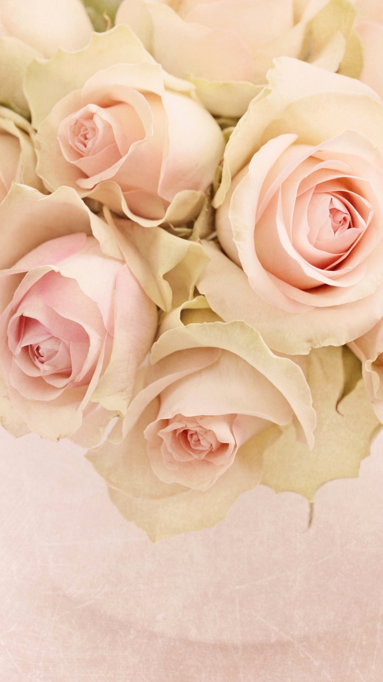 Handy-Wallpaper Natur, Blumen, Blume, Rose, Erde/natur, Pinke Blume kostenlos herunterladen.