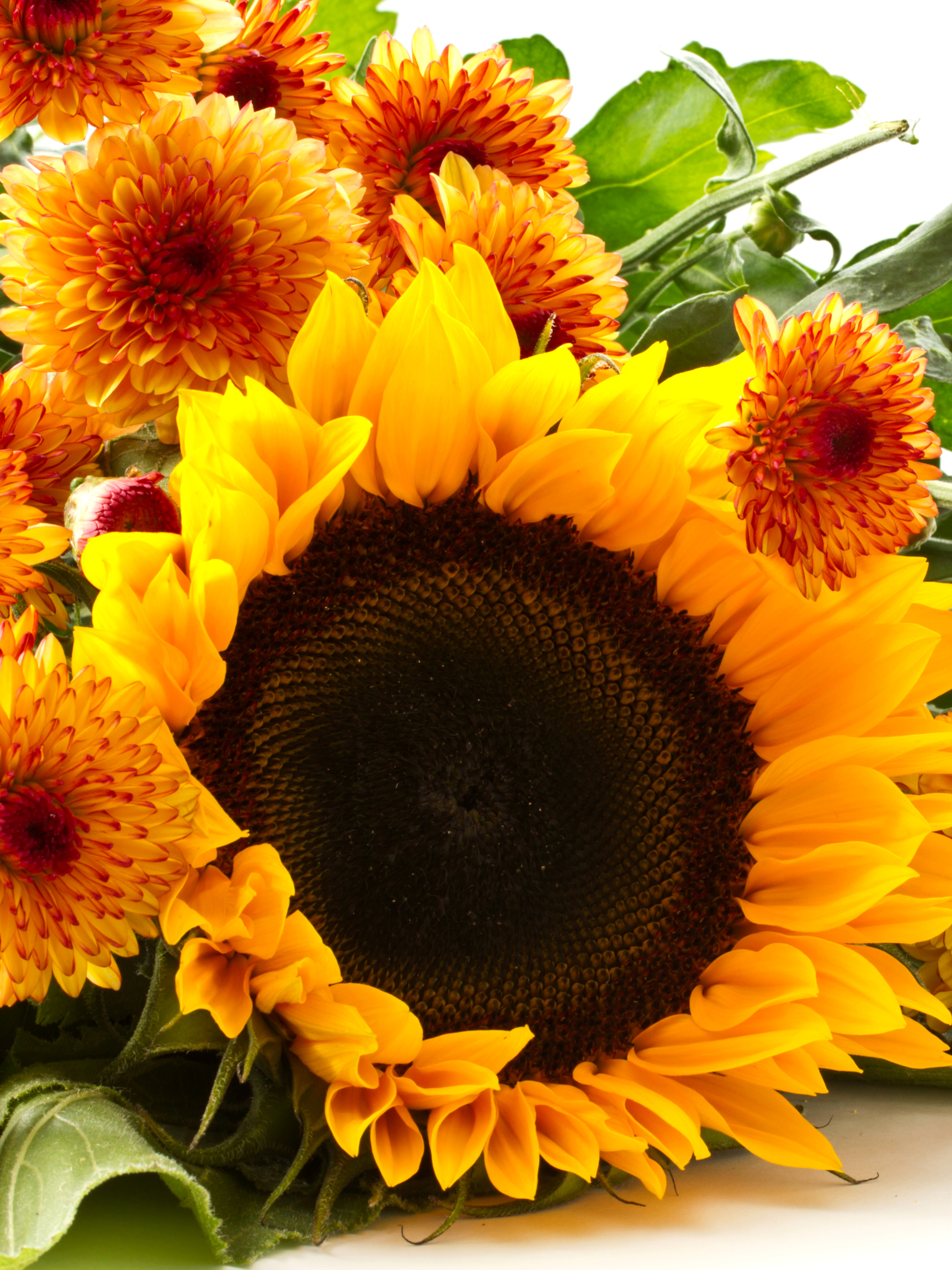 Descarga gratis la imagen Naturaleza, Flores, Flor, Girasol, Flor Amarilla, Tierra/naturaleza en el escritorio de tu PC