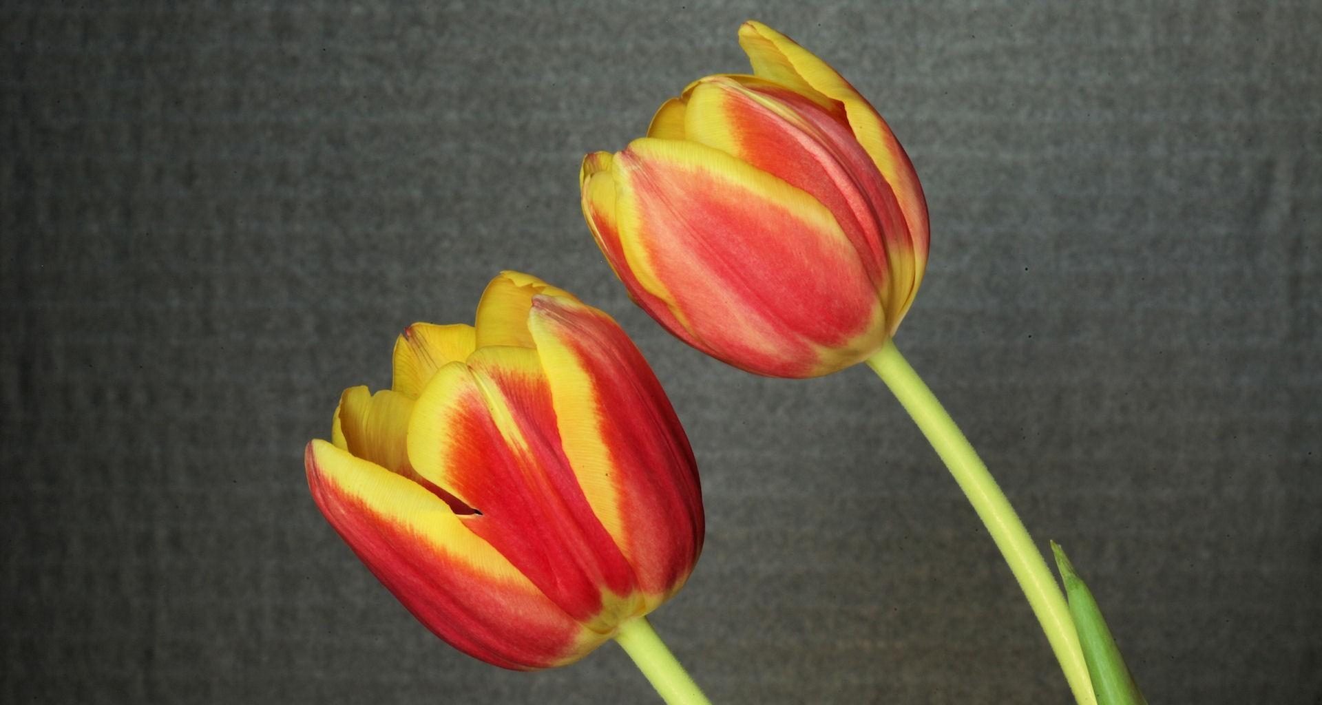 Free download wallpaper Tulips, Pair, Flowers, Couple, Background on your PC desktop