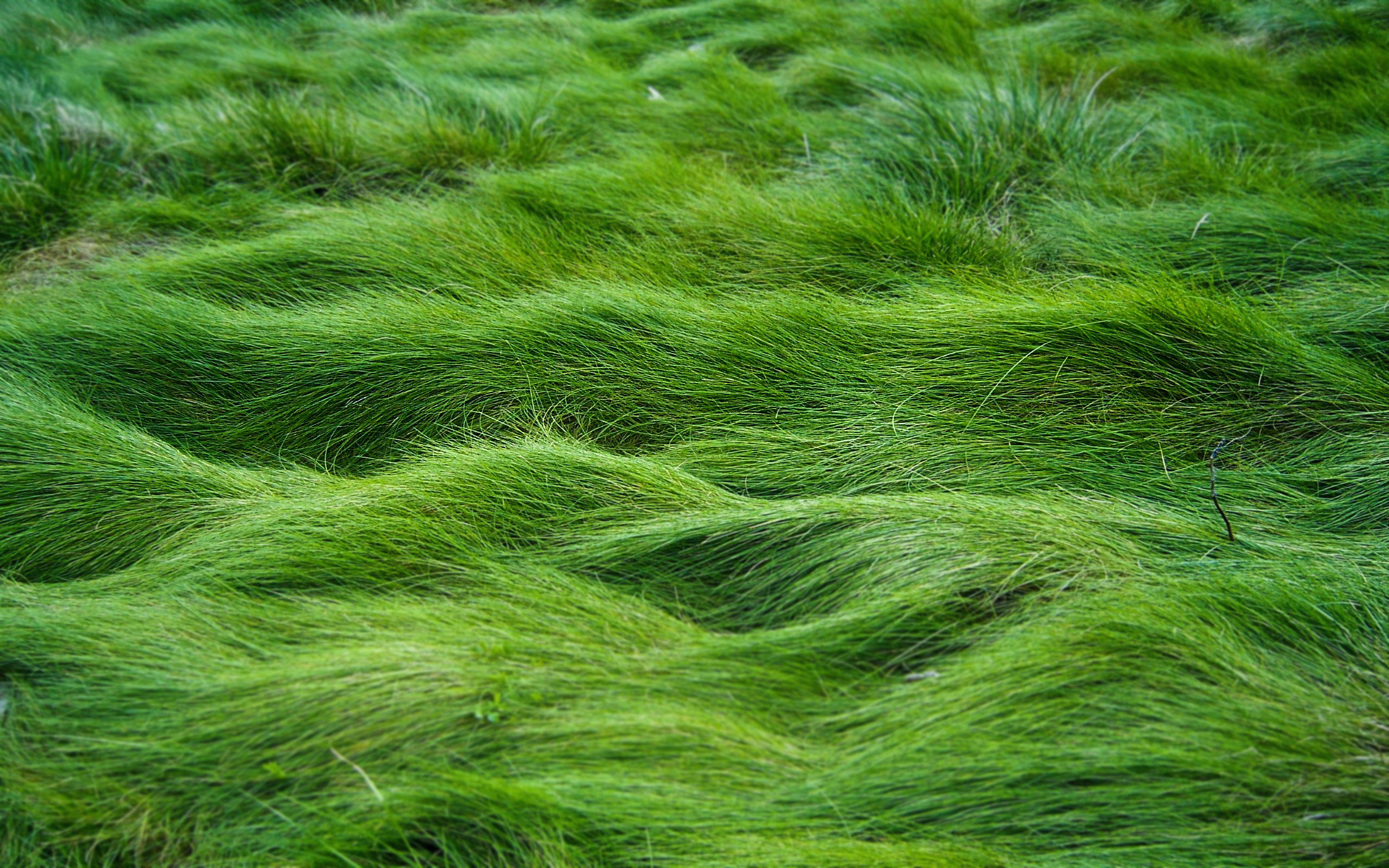 Laden Sie das Gras, Erde/natur-Bild kostenlos auf Ihren PC-Desktop herunter