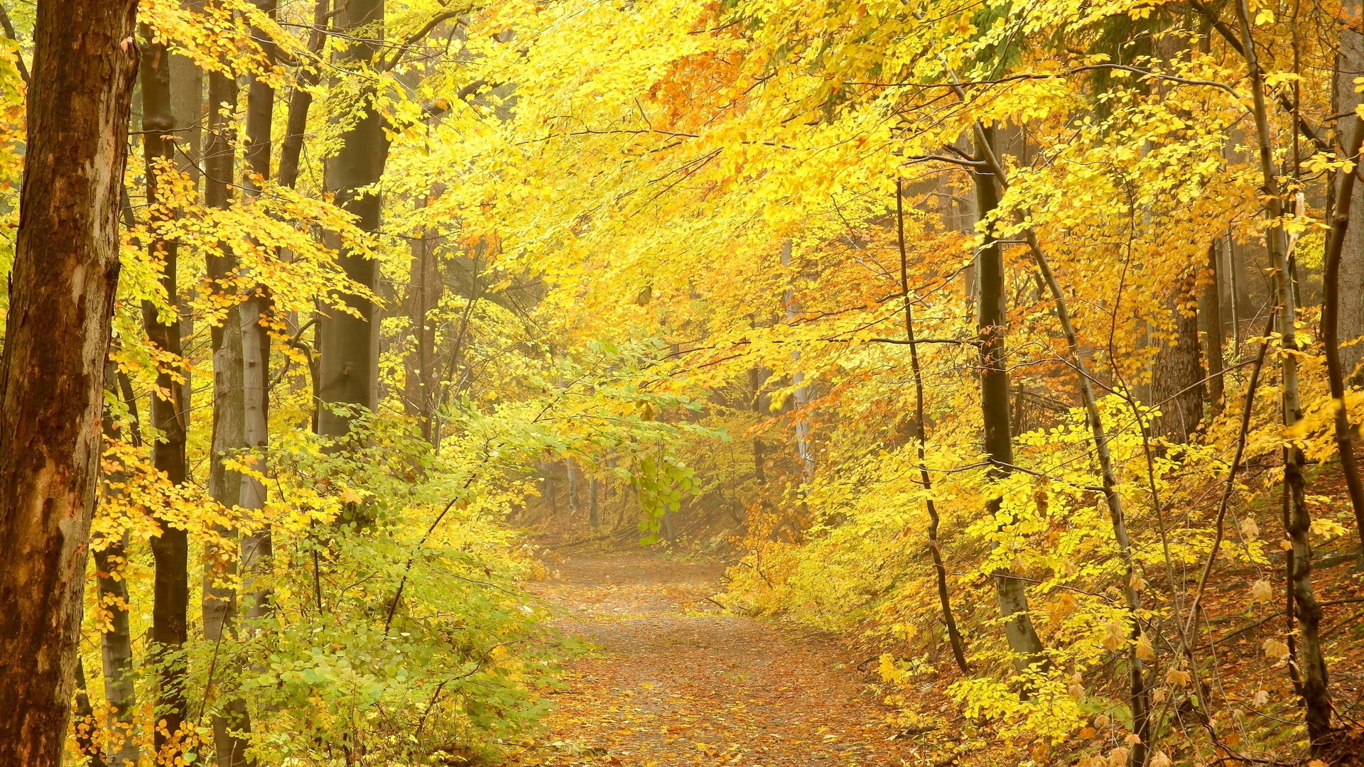Baixe gratuitamente a imagem Natureza, Outono, Folha, Estação, Terra/natureza na área de trabalho do seu PC