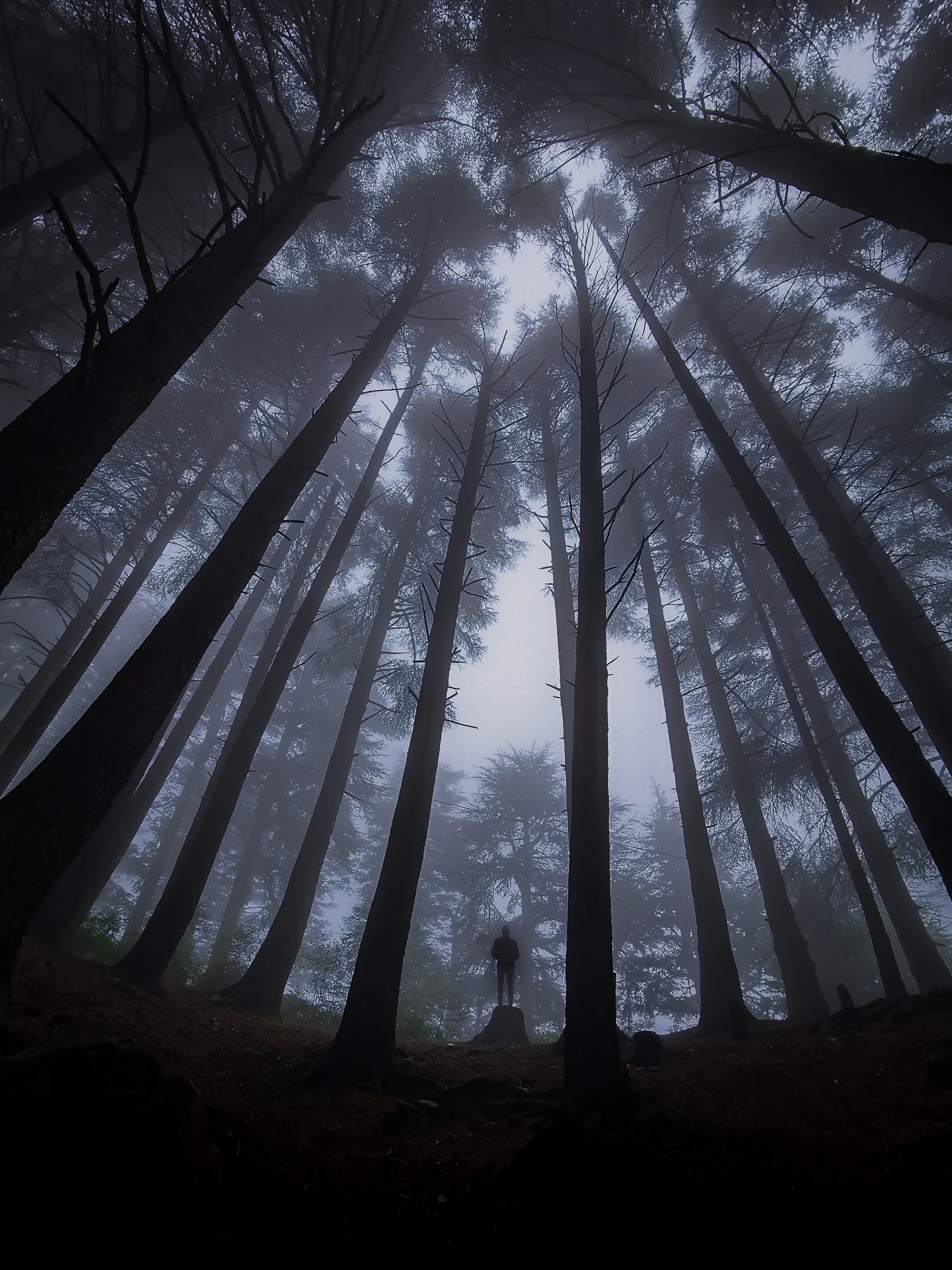 128588 скачать обои одиночество, одинокий, мрак, разное, лес, туман - заставки и картинки бесплатно