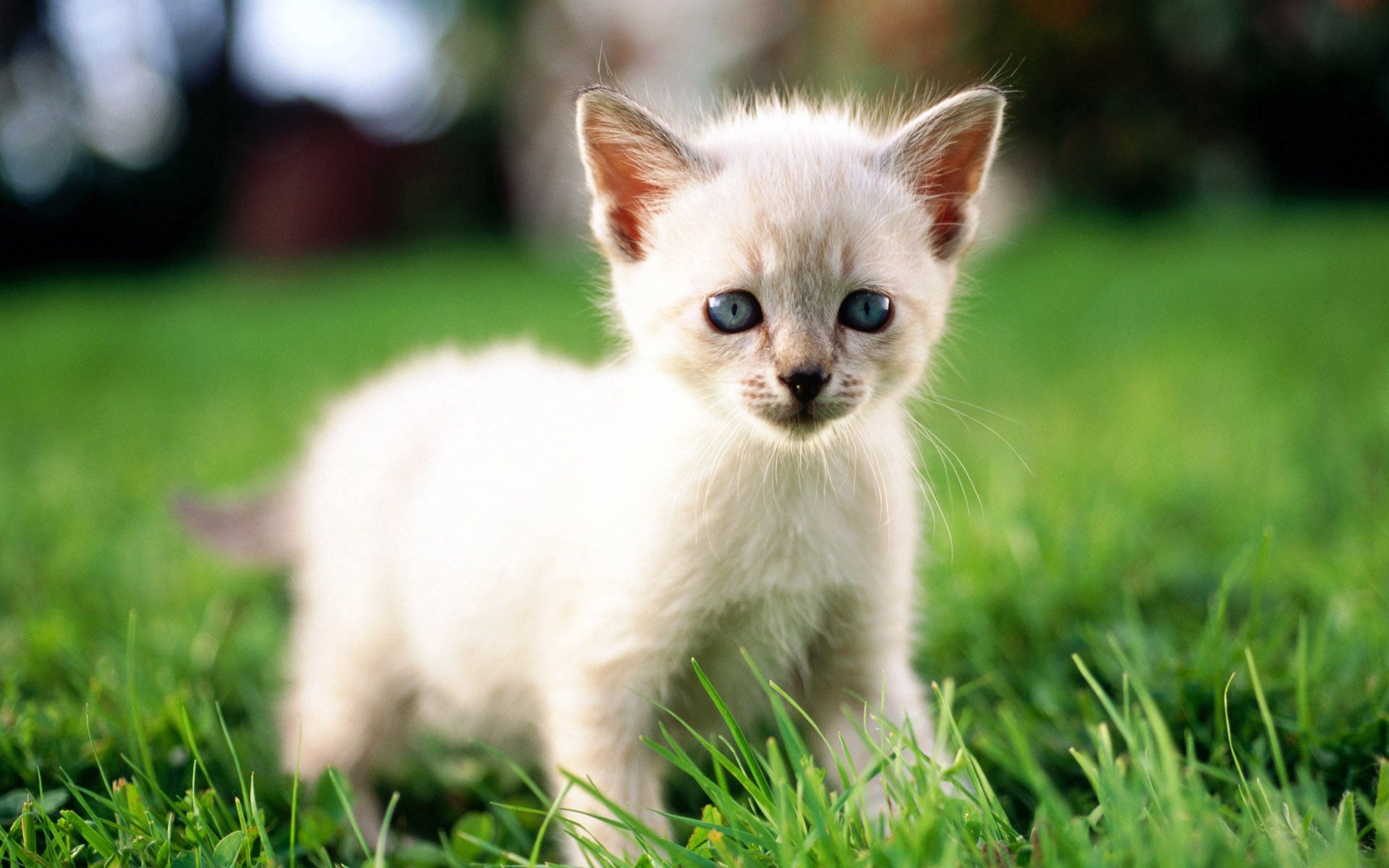 PCデスクトップに動物, 草, 明るい色, 色, 光, キティ, 子猫画像を無料でダウンロード
