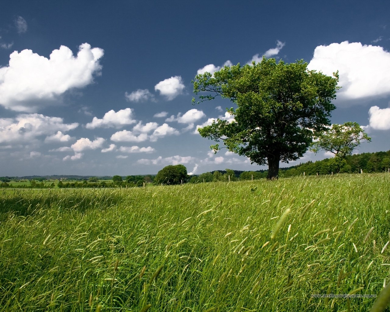 Handy-Wallpaper Bäume, Grass, Sky, Landschaft kostenlos herunterladen.