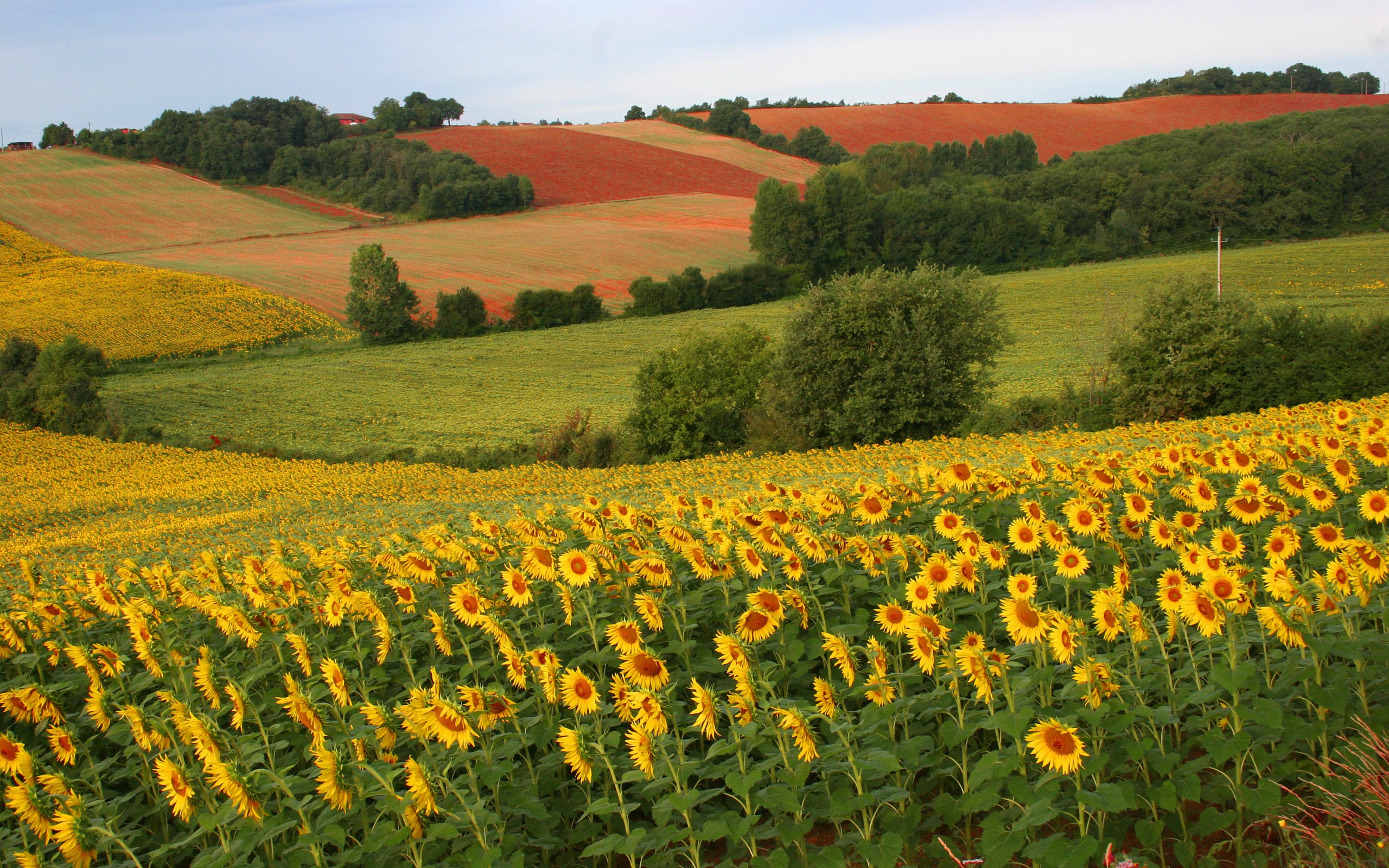 Download mobile wallpaper Sunflower, Flowers, Field, Flower, Earth, Landscape for free.