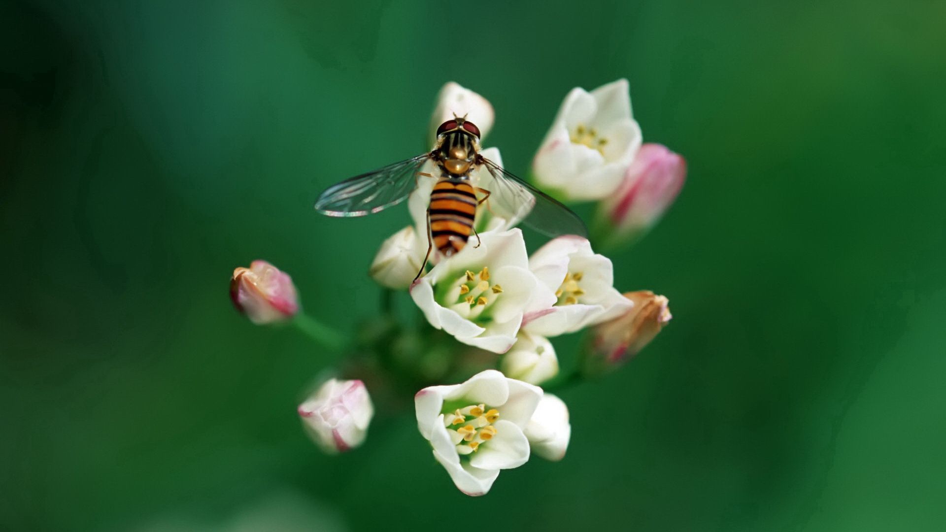Скачать обои бесплатно Опыление, Пчела, Насекомое, Цветок, Макро картинка на рабочий стол ПК