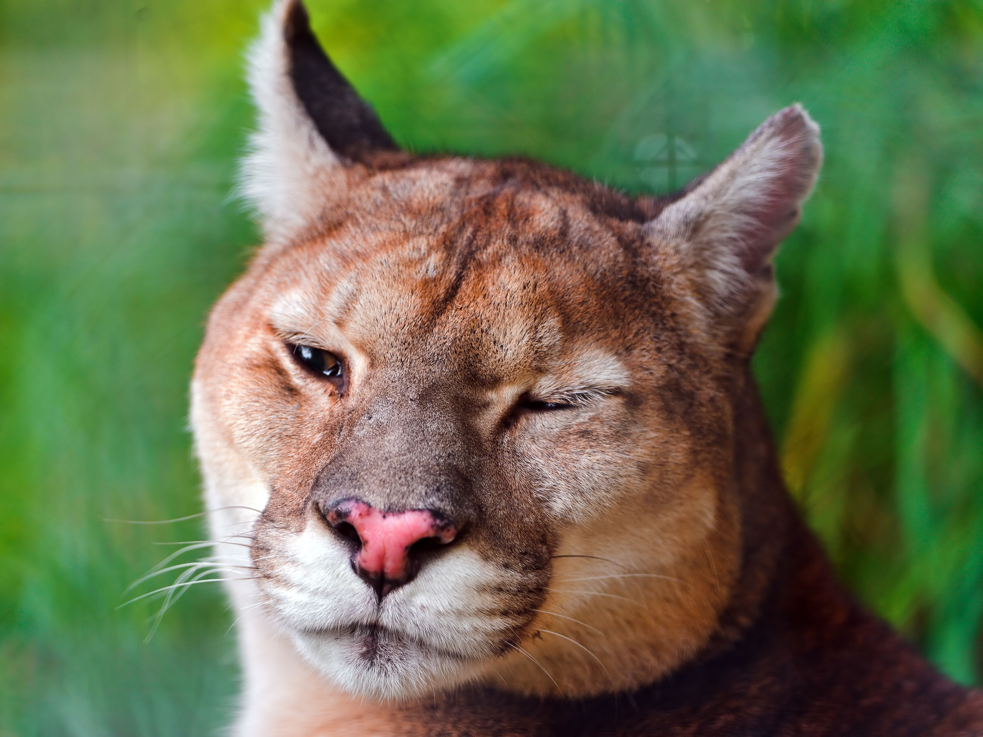 Téléchargez gratuitement l'image Puma, Chats, Animaux sur le bureau de votre PC