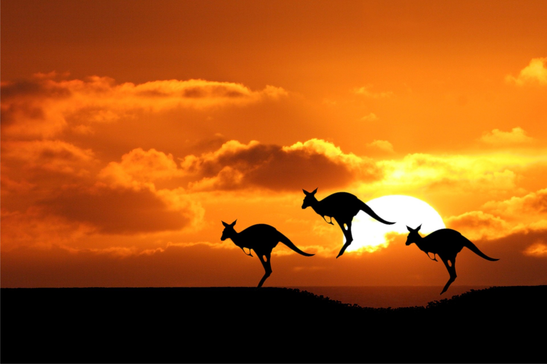 Download mobile wallpaper Kangaroo, Animal for free.