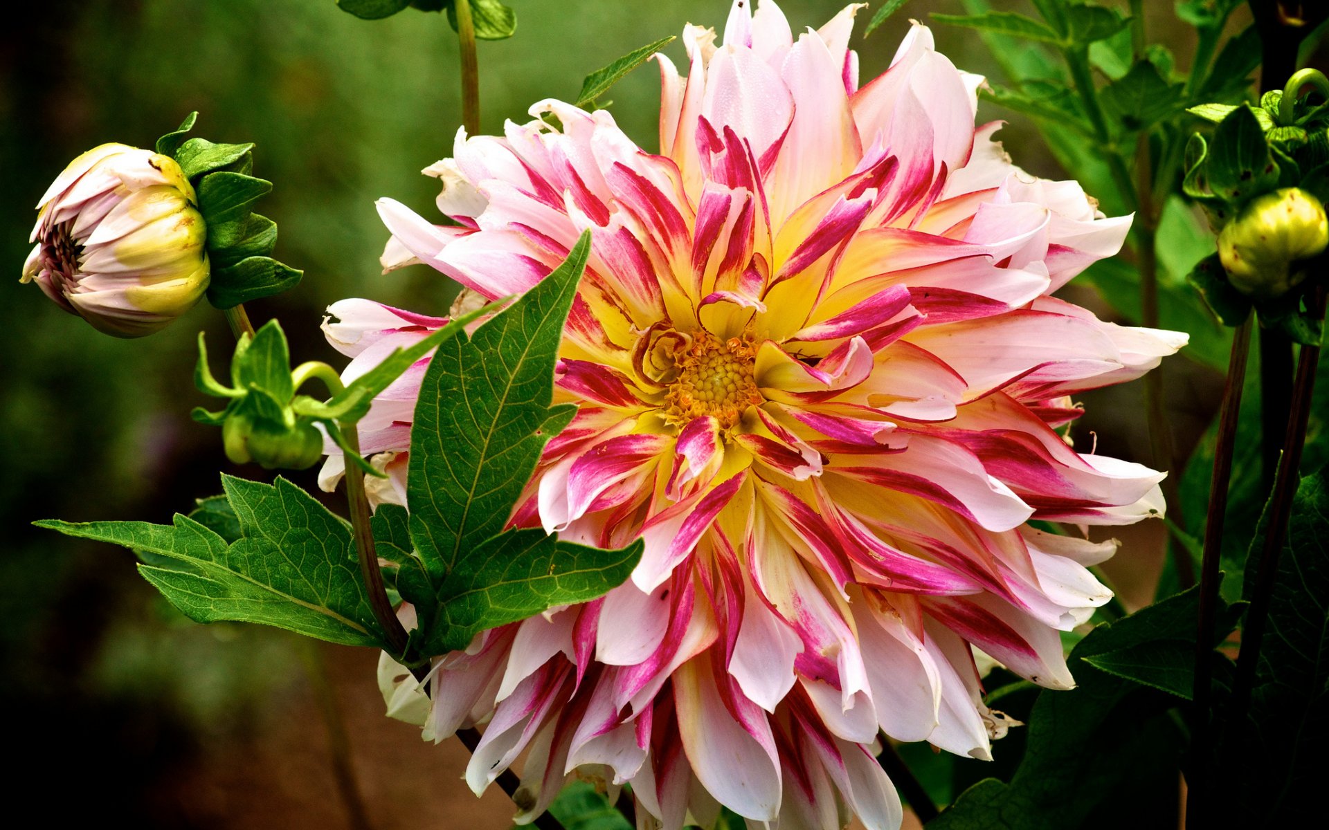 Download mobile wallpaper Flowers, Flower, Close Up, Earth, Dahlia for free.