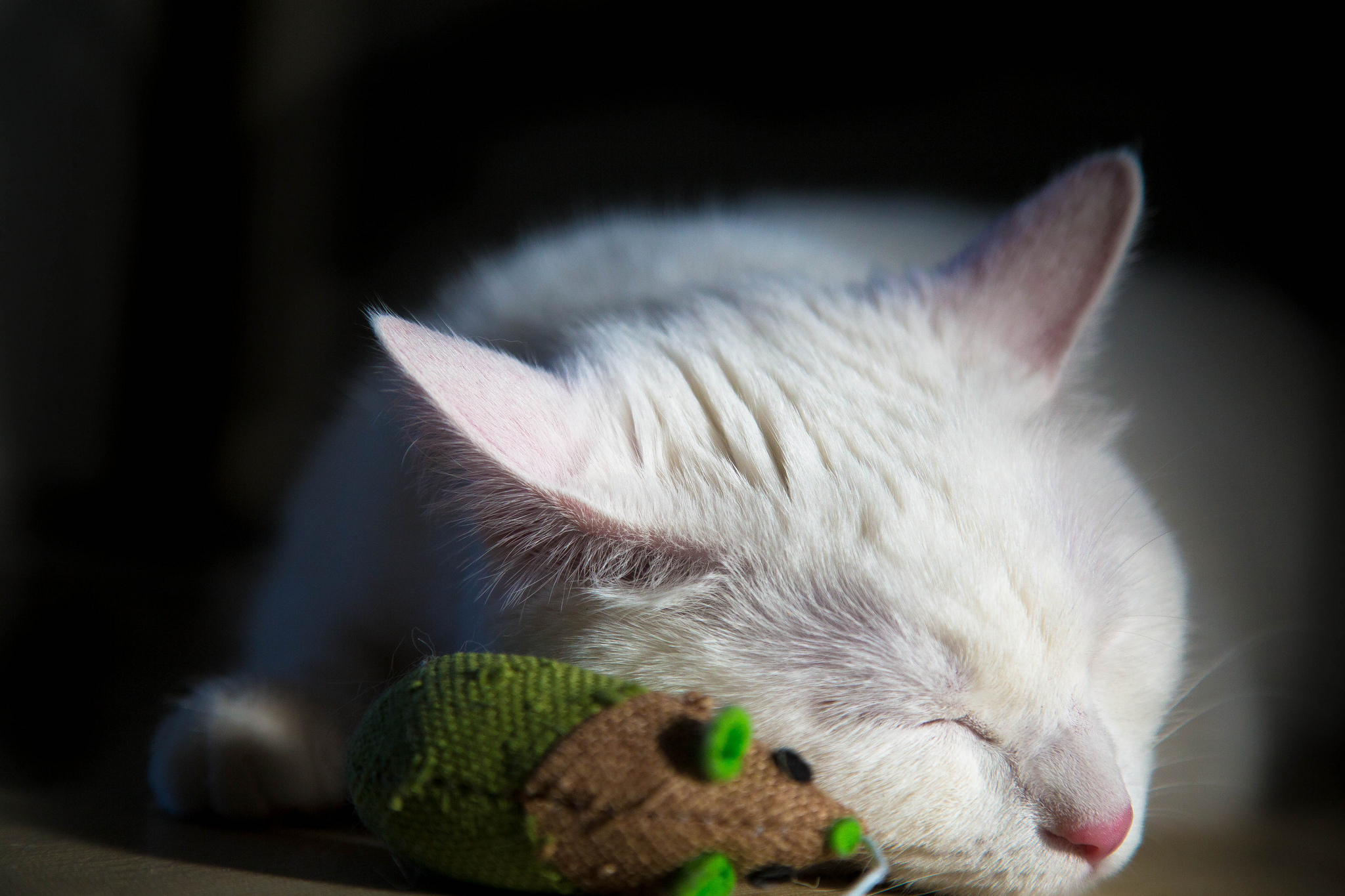 Handy-Wallpaper Tiere, Katzen, Katze, Schlafen kostenlos herunterladen.