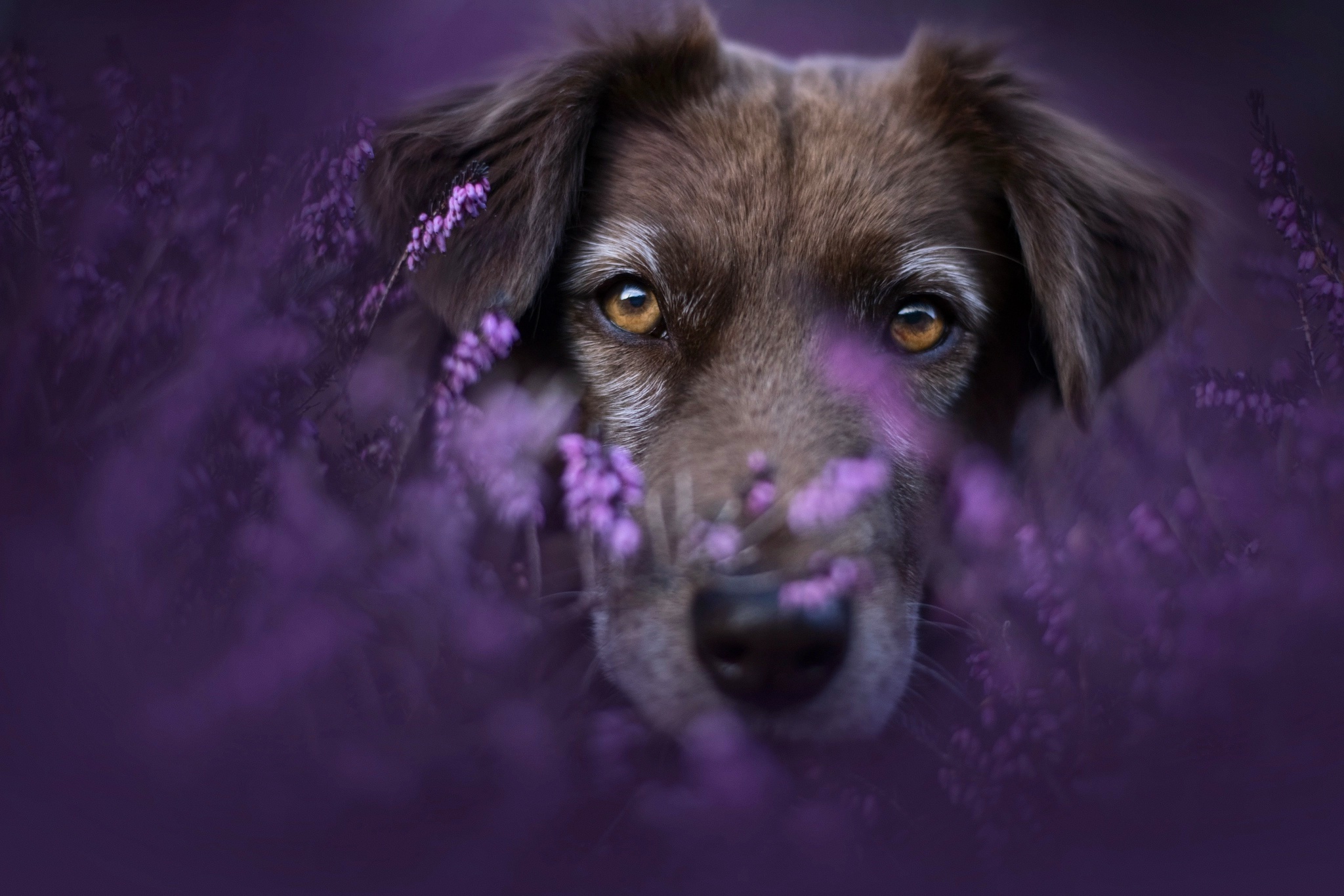 Handy-Wallpaper Tiere, Hunde, Hund, Starren kostenlos herunterladen.