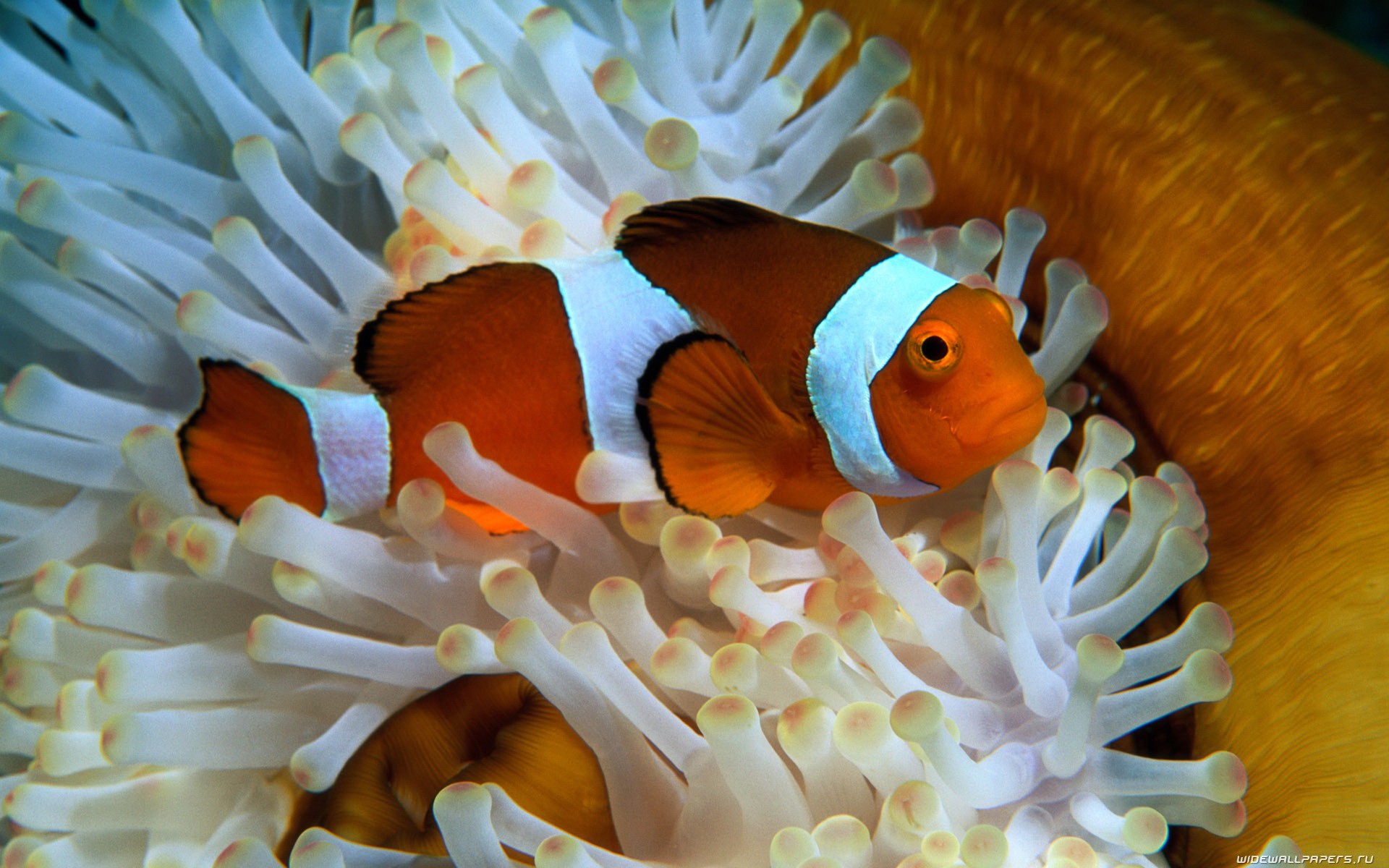 Download mobile wallpaper Clownfish, Fishes, Fish, Animal for free.