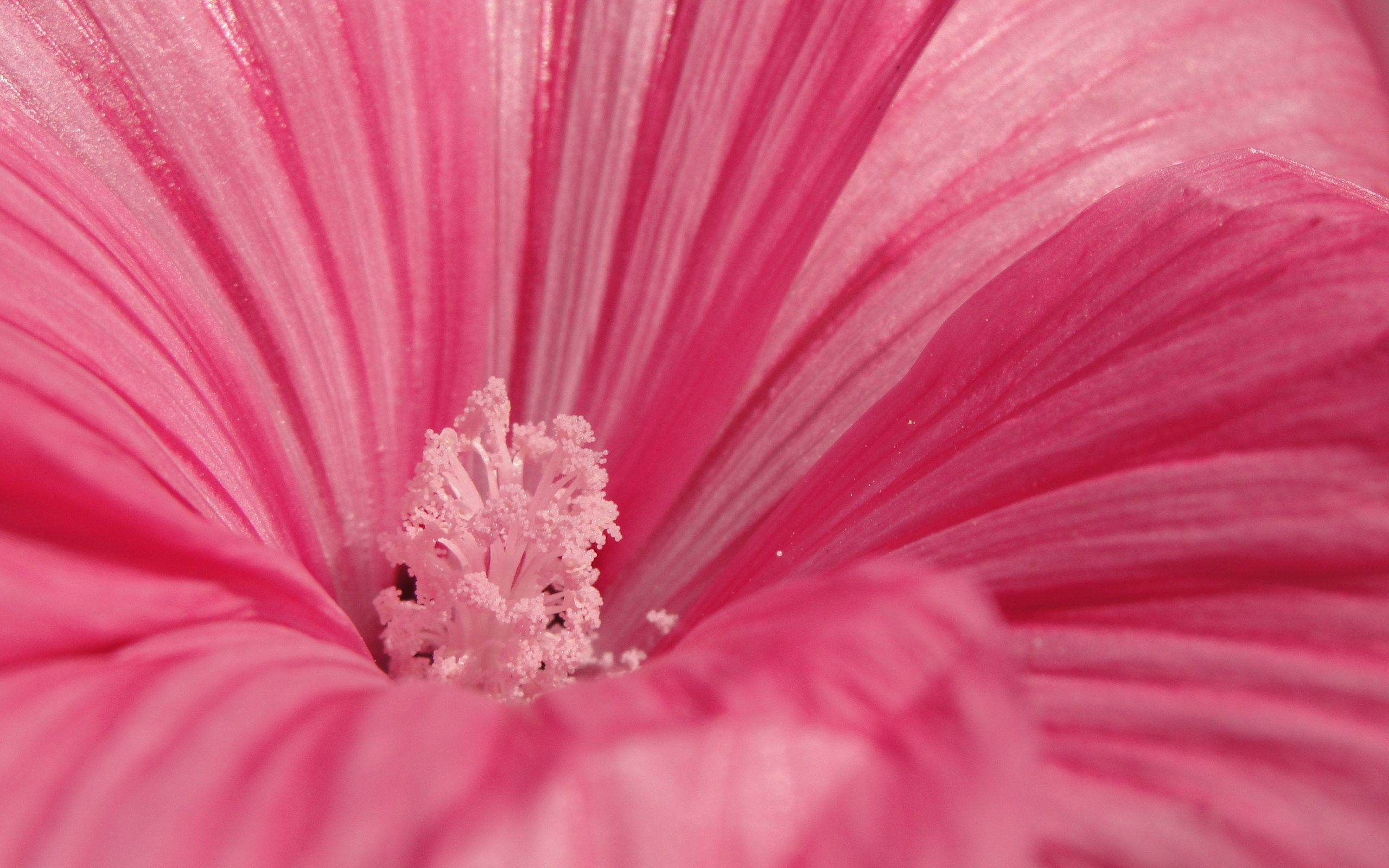 66630 скачать картинку цветок, макро, лепестки, розовый, пыльца - обои и заставки бесплатно