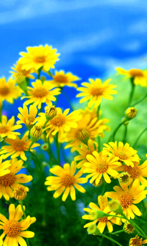 Handy-Wallpaper Blumen, Blume, Erde, Nahansicht, Gänseblümchen, Gelbe Blume, Erde/natur kostenlos herunterladen.