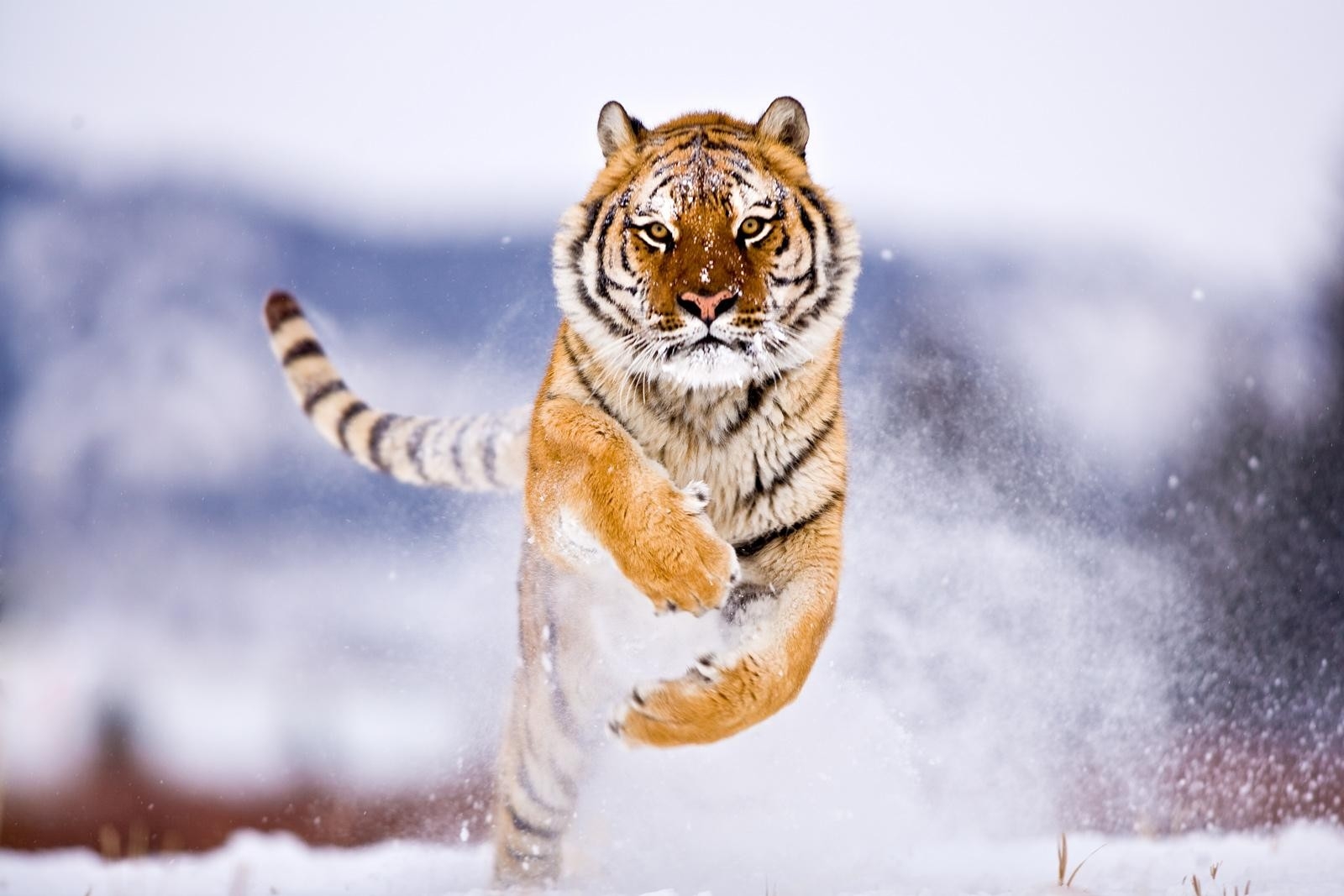 132531 Hintergrundbild herunterladen tiere, schnee, große katze, big cat, tiger, prallen, springen - Bildschirmschoner und Bilder kostenlos