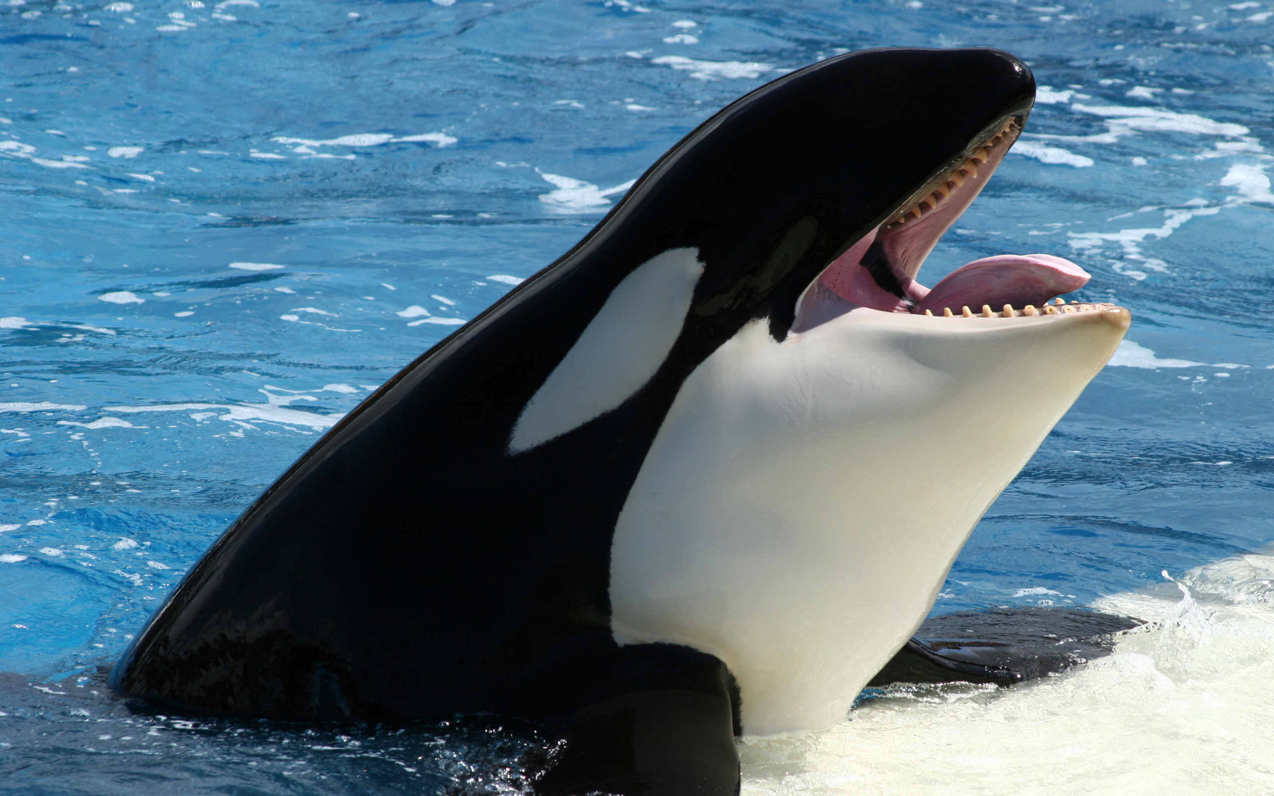 585118 descargar fondo de pantalla orca, animales: protectores de pantalla e imágenes gratis