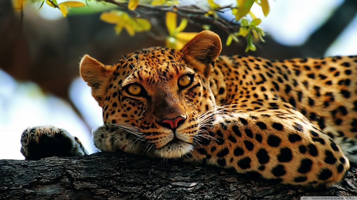 Download mobile wallpaper Leopard, Animal for free.