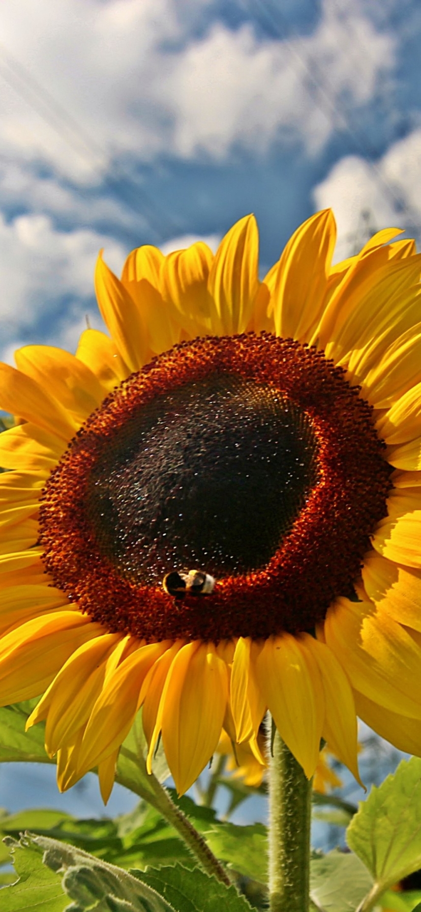 Handy-Wallpaper Blumen, Sonnenblume, Erde/natur kostenlos herunterladen.