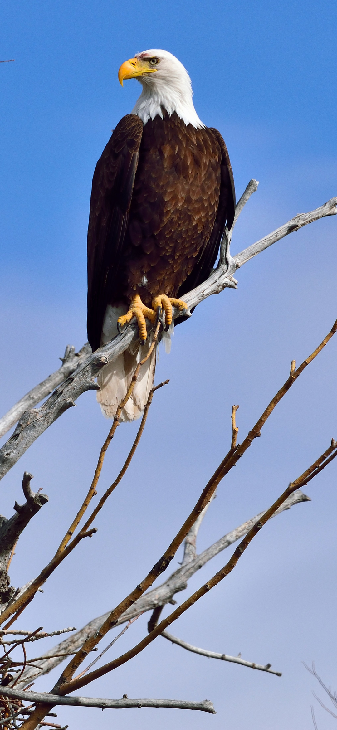 Baixar papel de parede para celular de Animais, Aves, Águia, Águia De Cabeça Branca, Ave De Rapina gratuito.