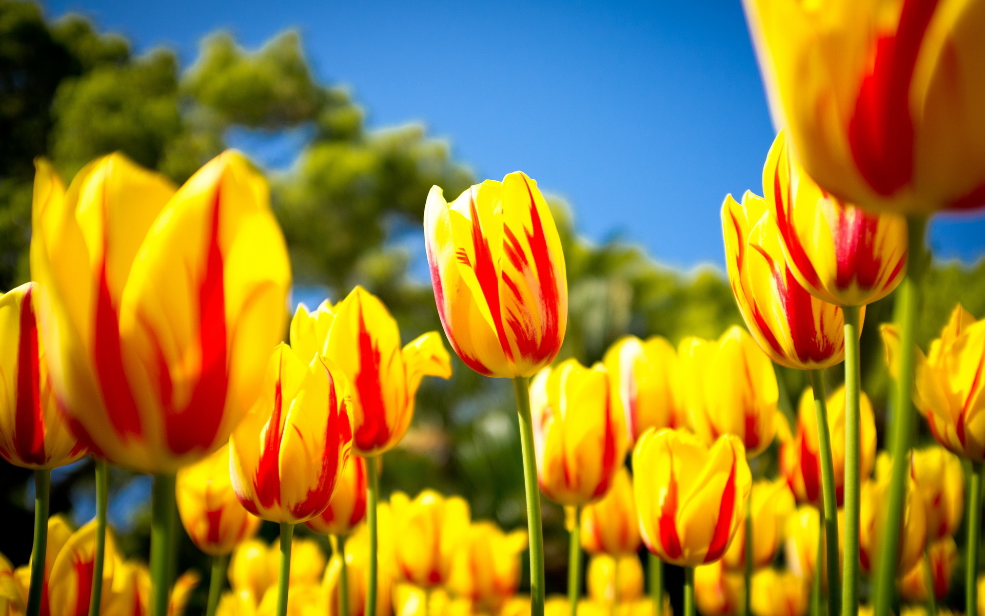 Descarga gratis la imagen Flores, Flor, Tulipán, Tierra/naturaleza en el escritorio de tu PC