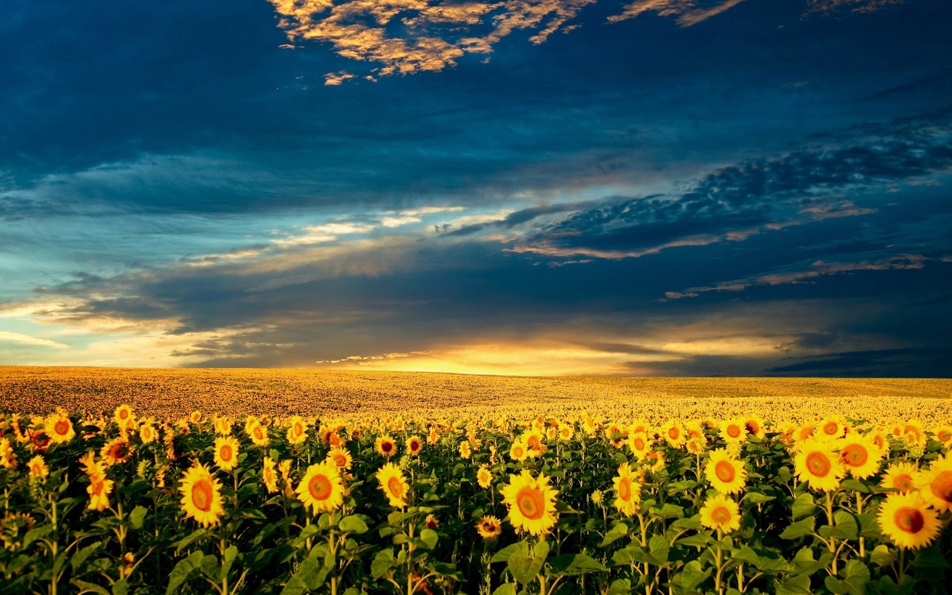 Free download wallpaper Nature, Landscape, Sunflowers, Fields on your PC desktop