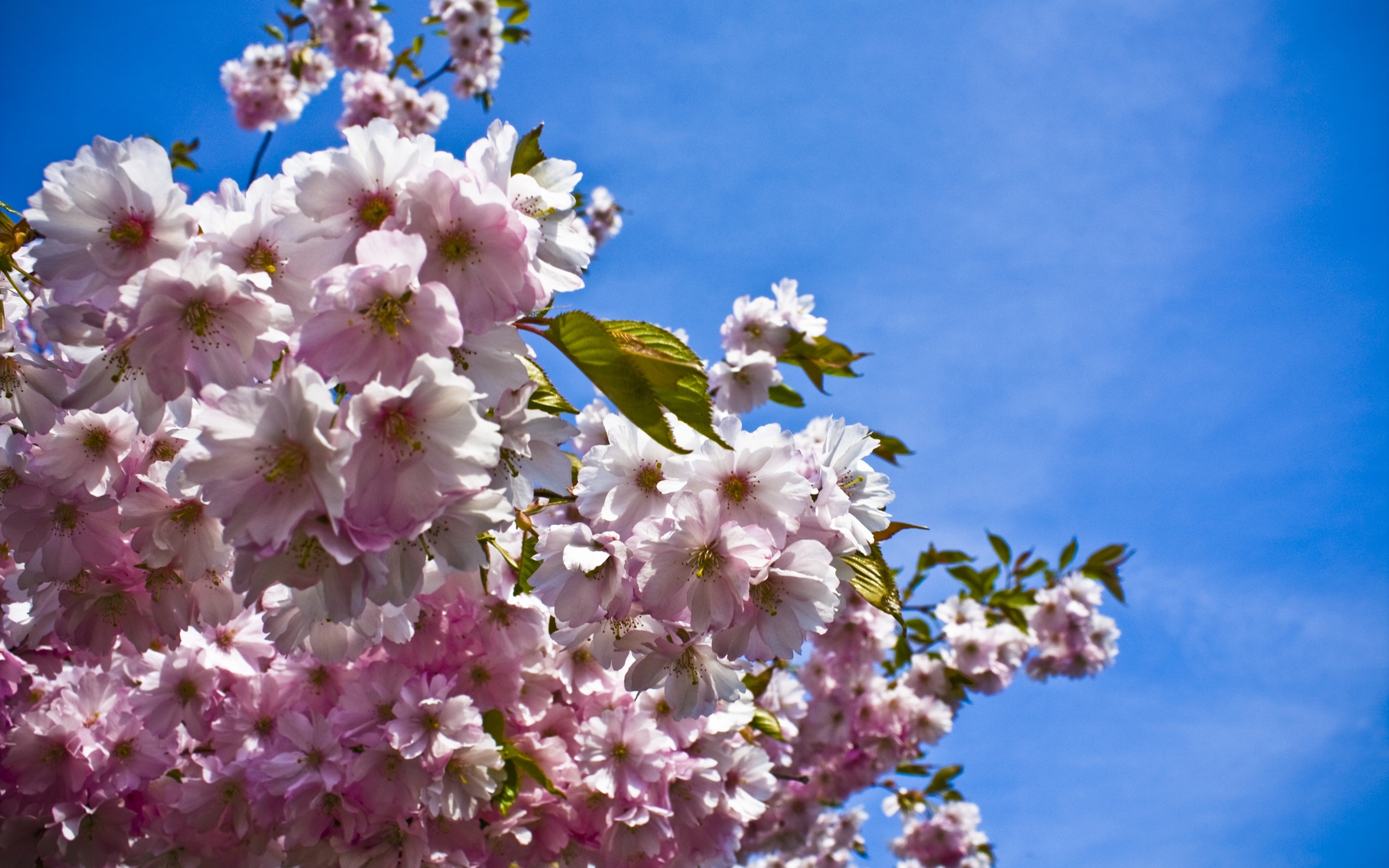 Free download wallpaper Flowers, Flower, Close Up, Earth, Cherry Blossom, Blossom, Pink Flower on your PC desktop