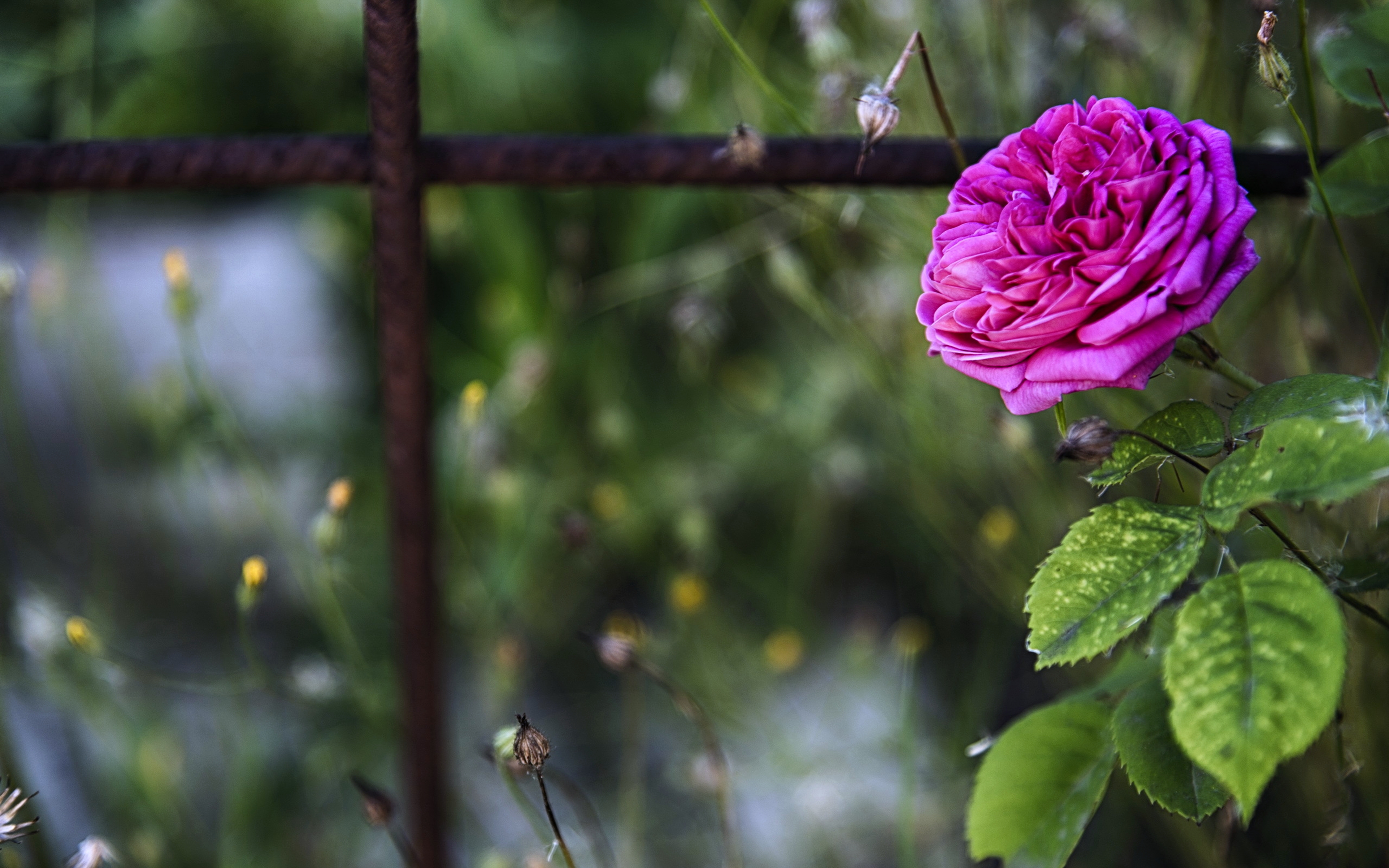 356466壁紙のダウンロード地球, 薔薇, 花, ピンクのバラ, 春, フラワーズ-スクリーンセーバーと写真を無料で