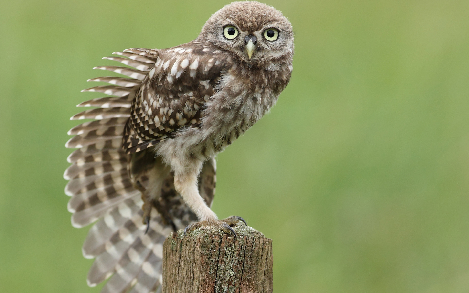 Baixar papel de parede para celular de Coruja, Aves, Animais gratuito.