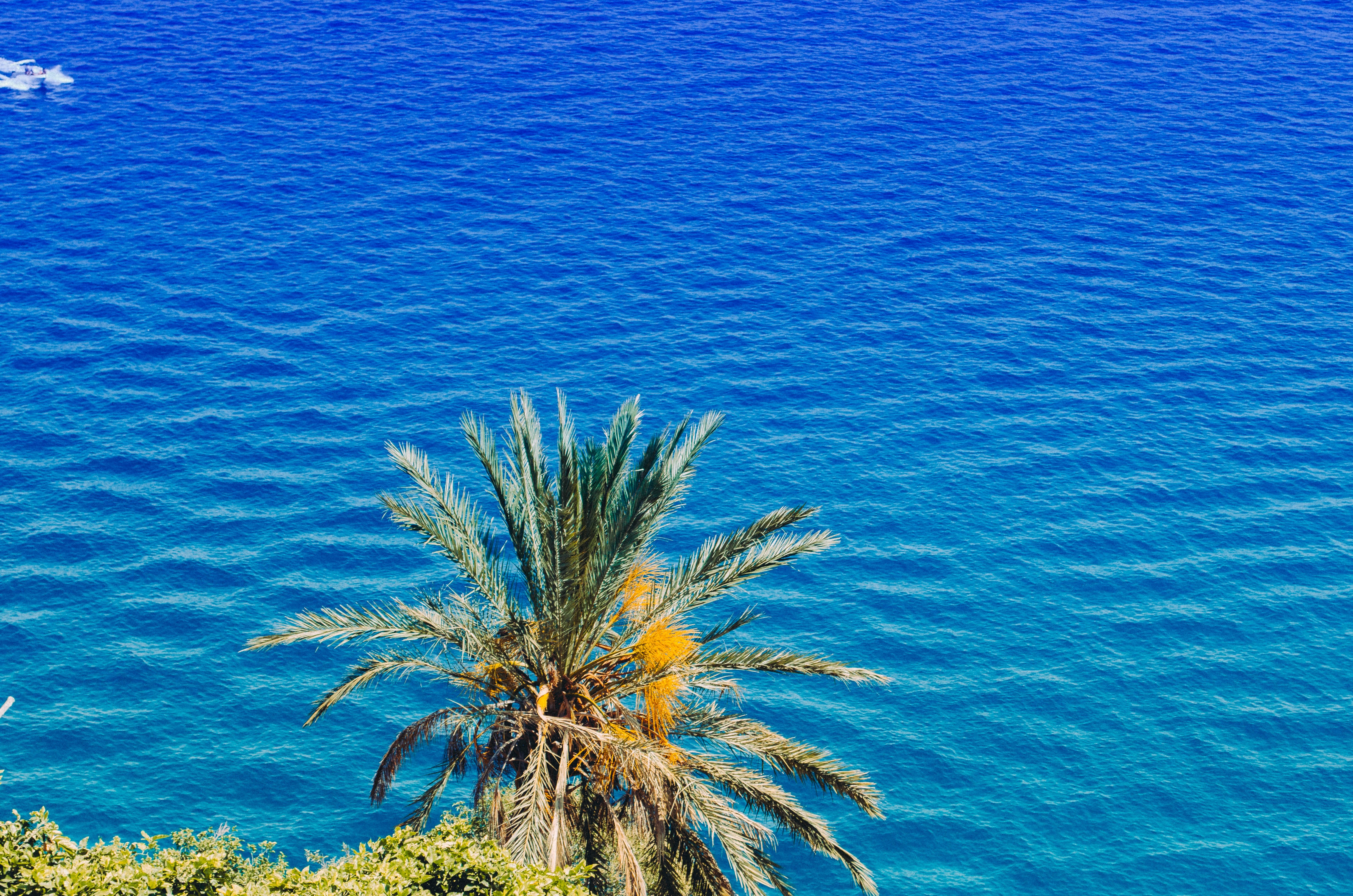 Download mobile wallpaper Palm, Sunny, Sea, Summer, Nature for free.