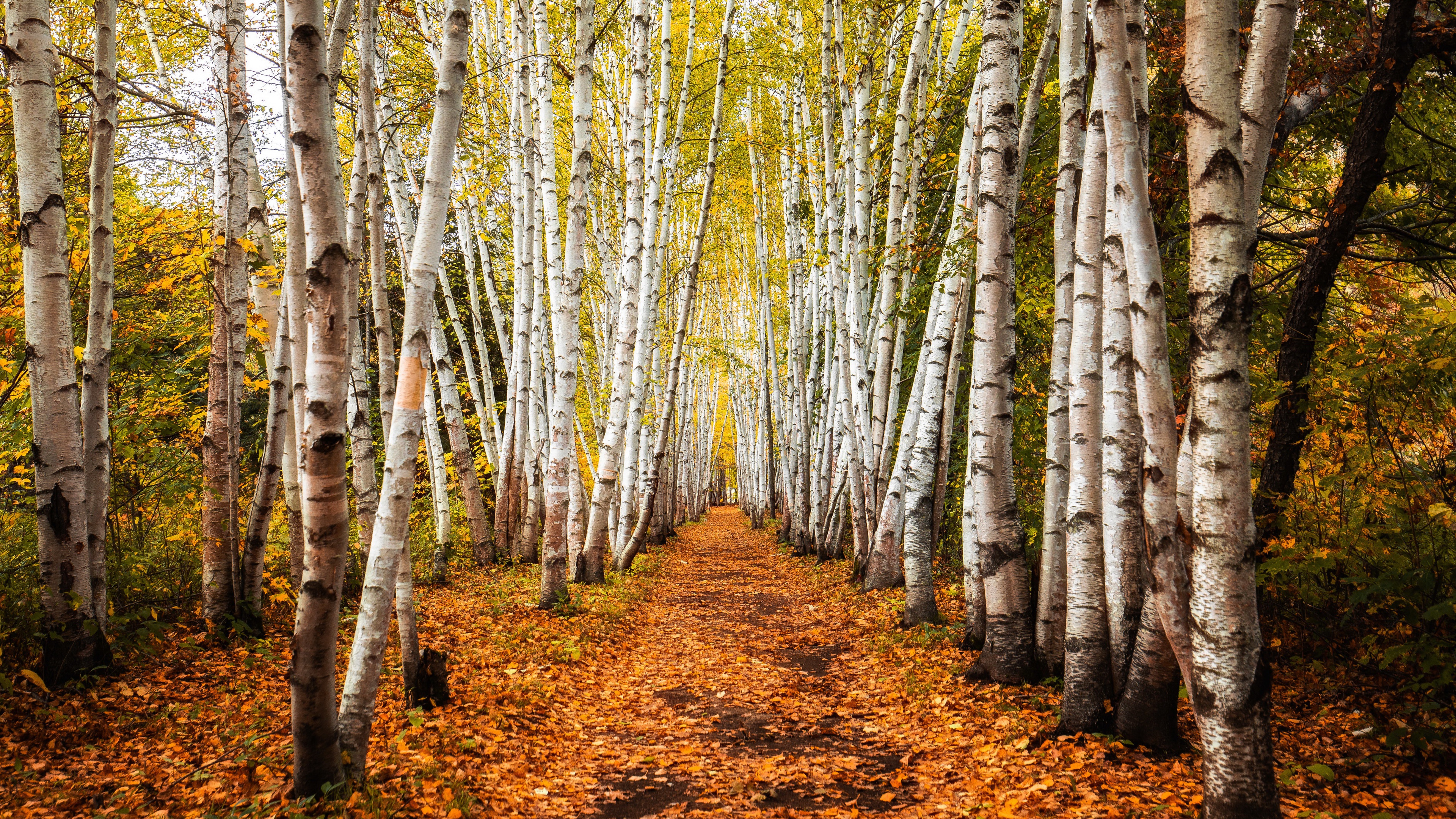 Download mobile wallpaper Nature, Fall, Earth, Path, Birch for free.