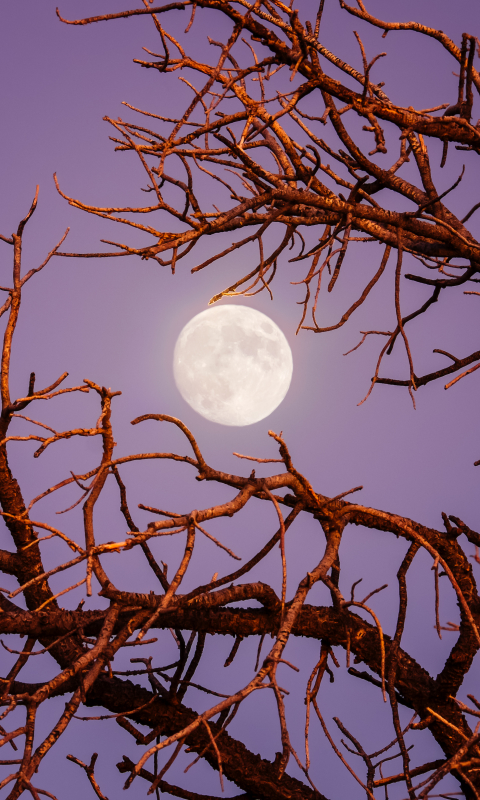 Download mobile wallpaper Twilight, Moon, Branch, Earth for free.