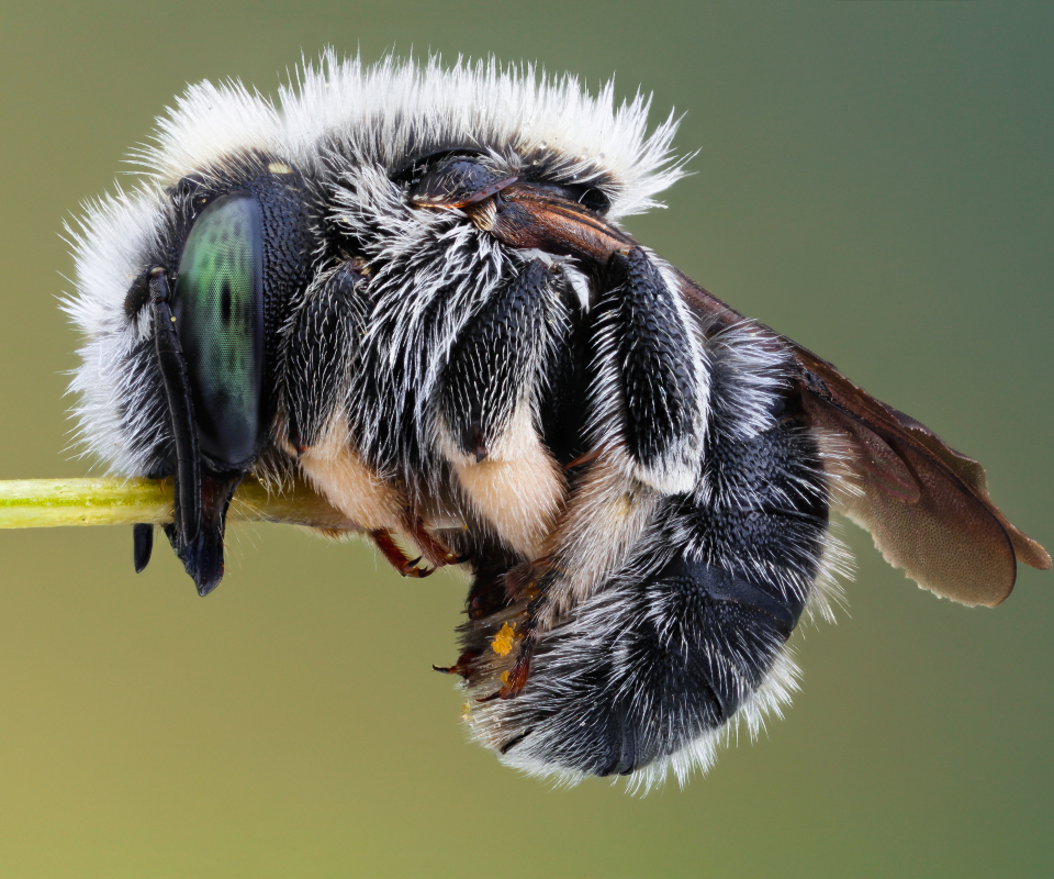 Laden Sie das Tiere, Insekt-Bild kostenlos auf Ihren PC-Desktop herunter