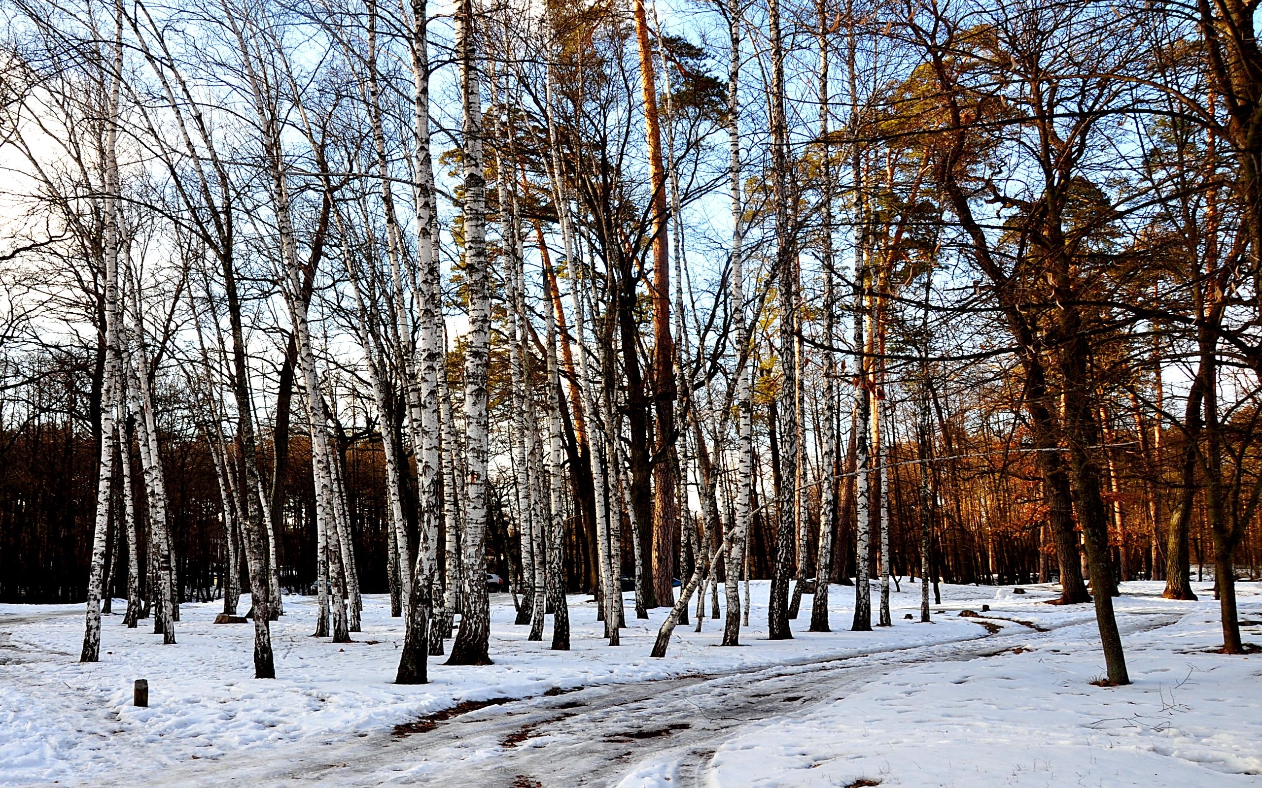 Free download wallpaper Landscape, Winter, Trees on your PC desktop