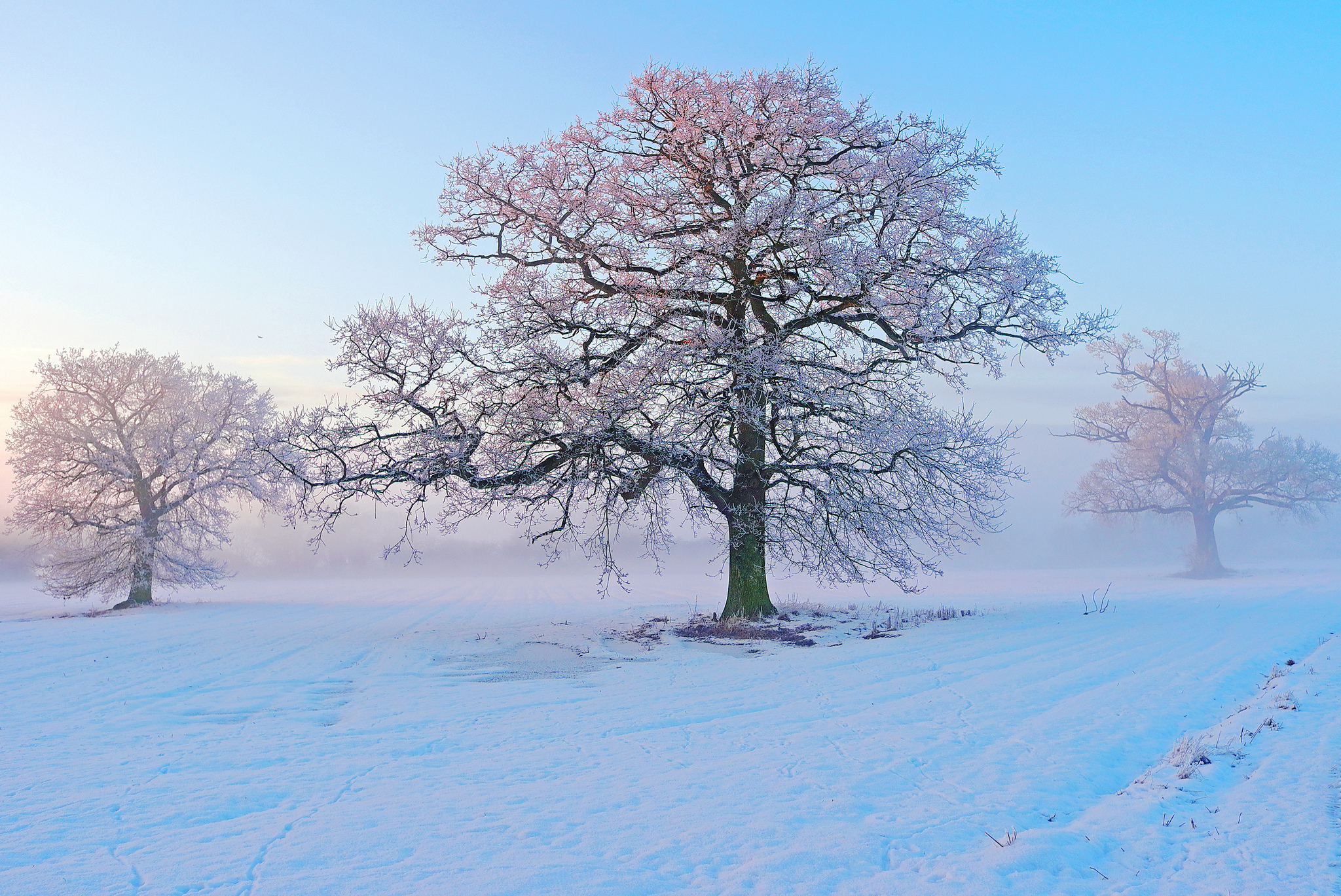 Baixar papel de parede para celular de Inverno, Rosa, Neve, Árvore, Terra/natureza gratuito.