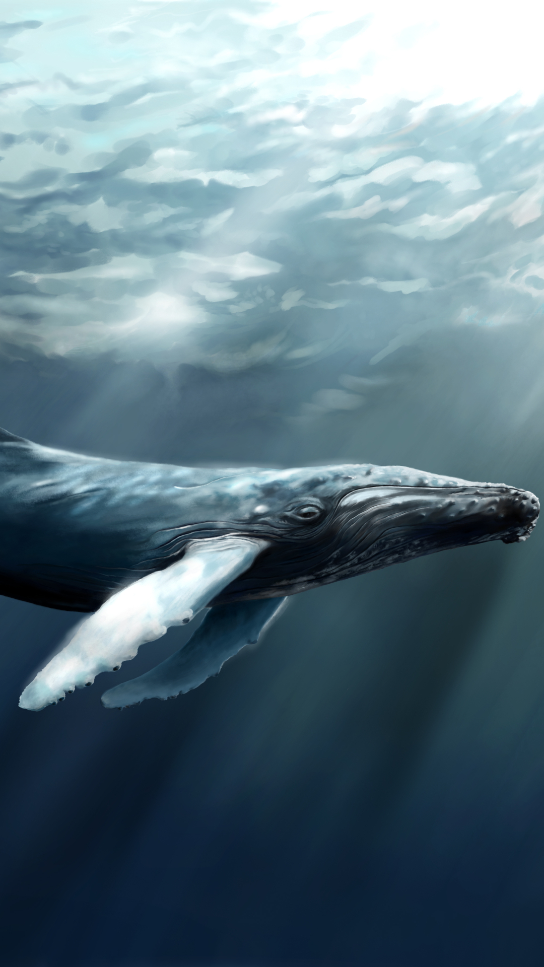 無料モバイル壁紙動物, 鯨, ザトウクジラをダウンロードします。